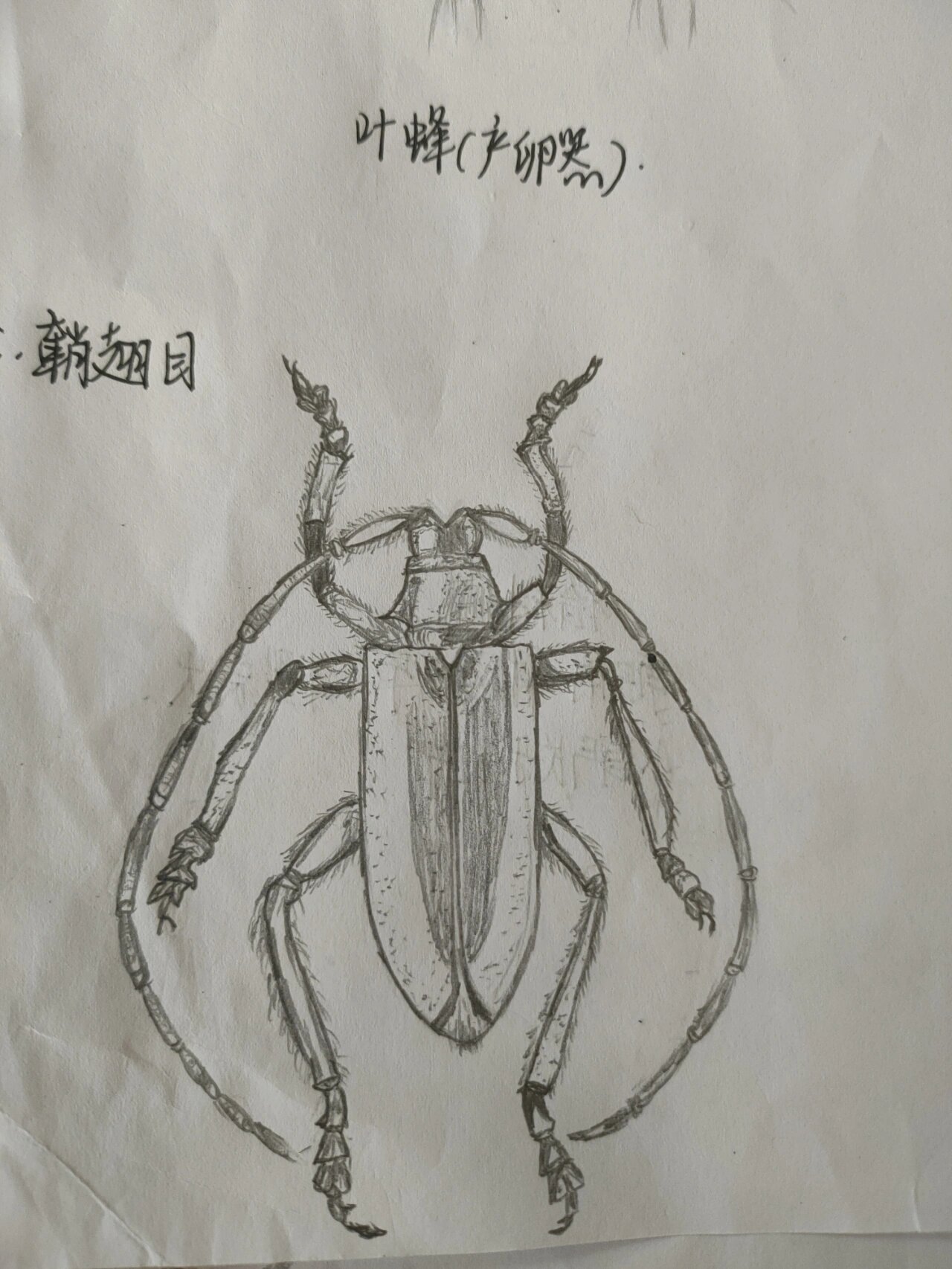 天牛