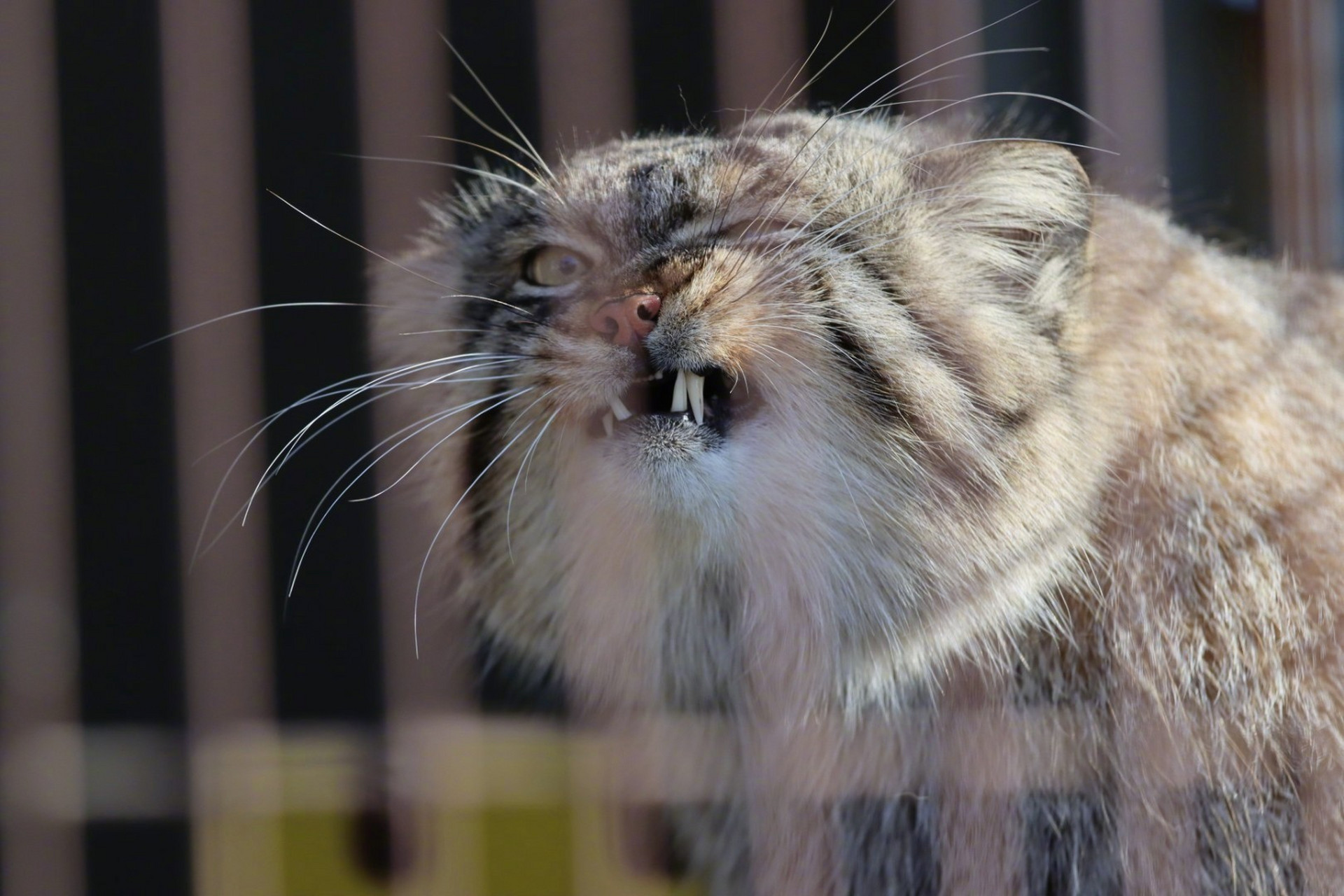 东山动植物园,兔狲,龇牙咧嘴.