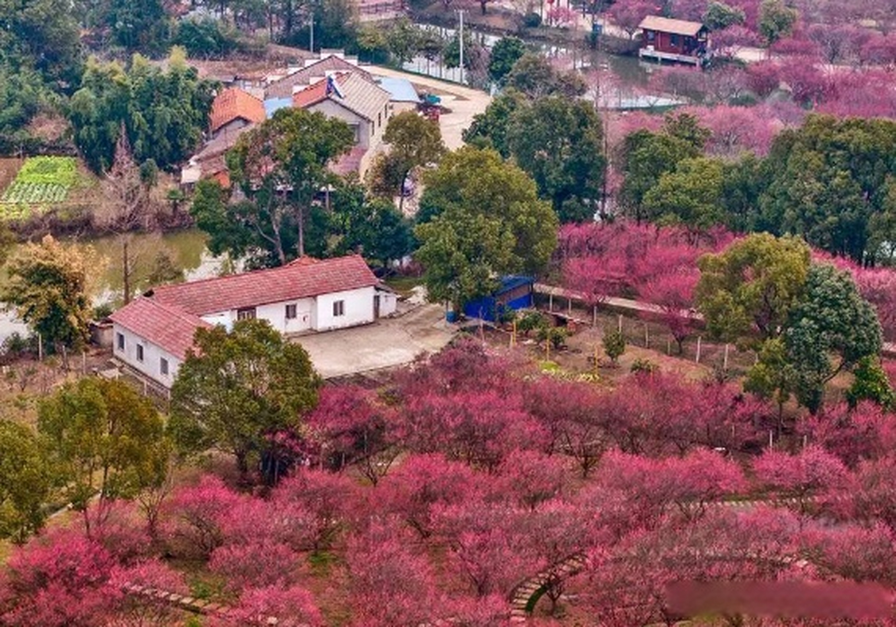 荆州八岭山恒荣梅园图片