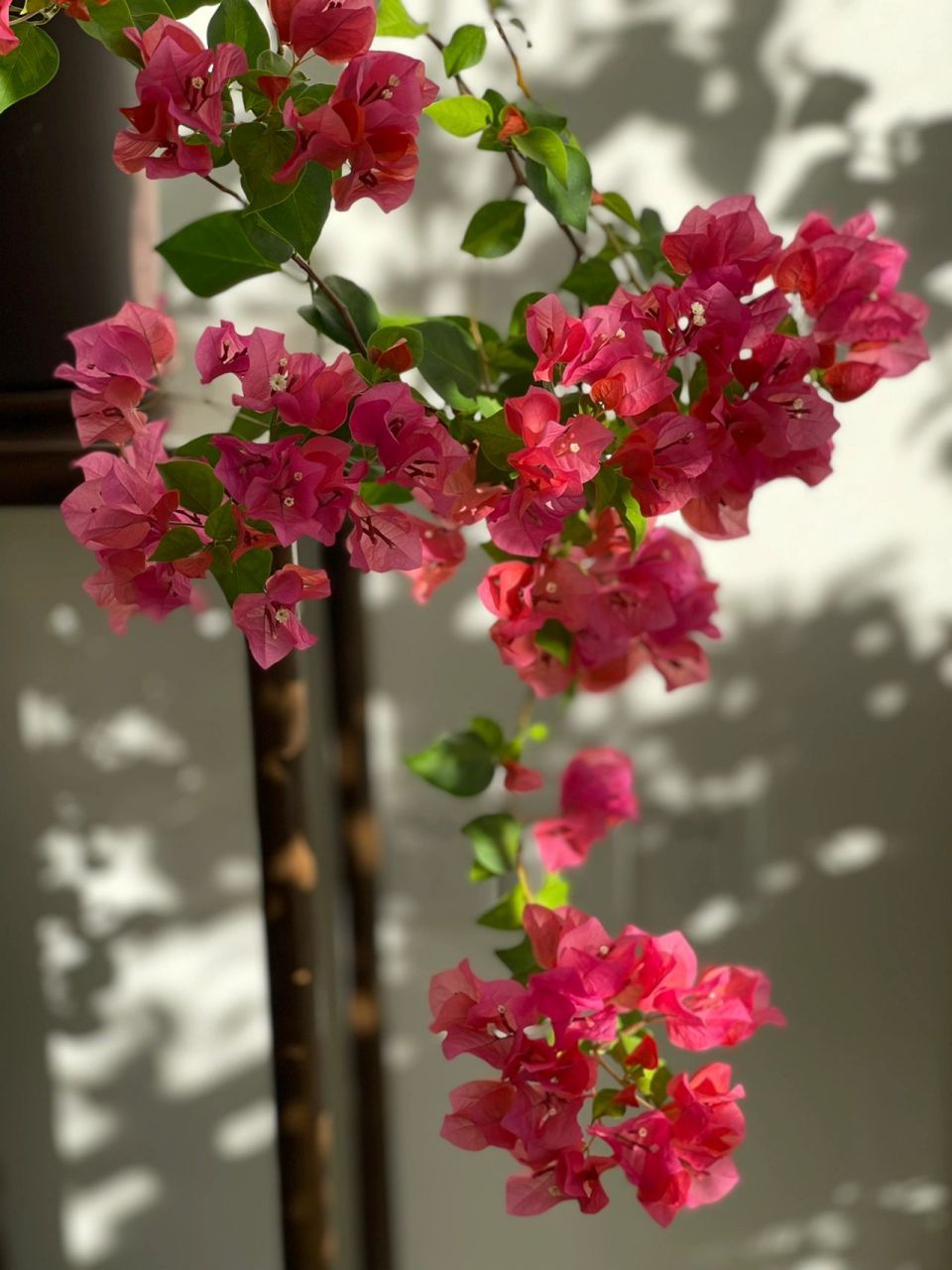 暗斑夕阳红 三角梅 夕阳下的暗夕. 半日照后是不是比之前美多了!