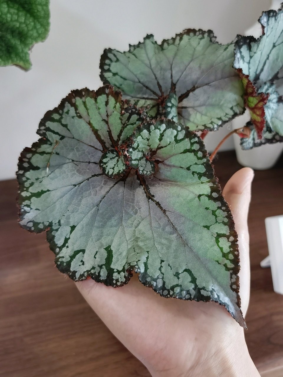 开箱|只有3片叶子的蝶衣秋海棠值给好评吗 第一次在王先森家买秋海棠