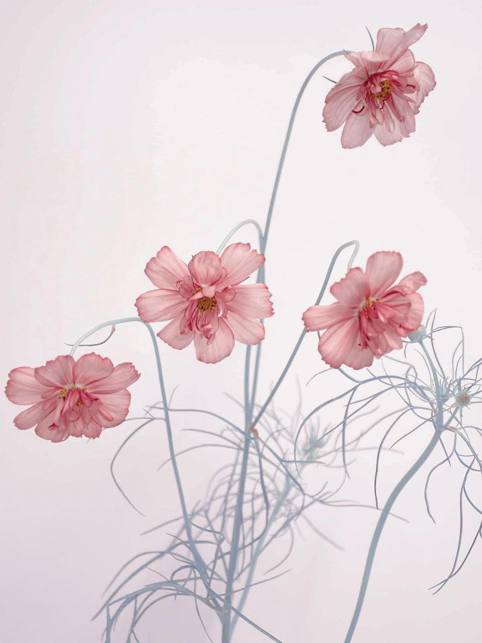 三夏zz|鲜花分享|波斯菊 9595四海芳菲尽,波斯菊始花 9595花