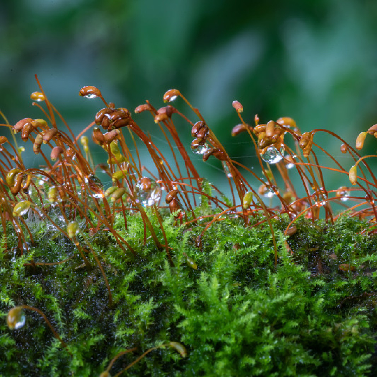 苔藓小知识(8)葫芦藓 三,藓纲 藓类植物多为辐射对称,无背腹之分的茎