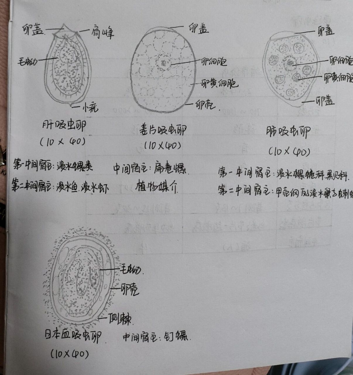 日本血吸虫卵手绘图片