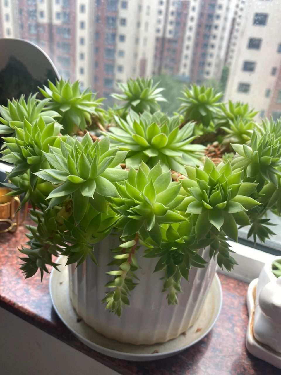 多肉 观音莲爆盆 舅妈养的多肉爆盆了 里三层外三层 还有不断的新芽冒