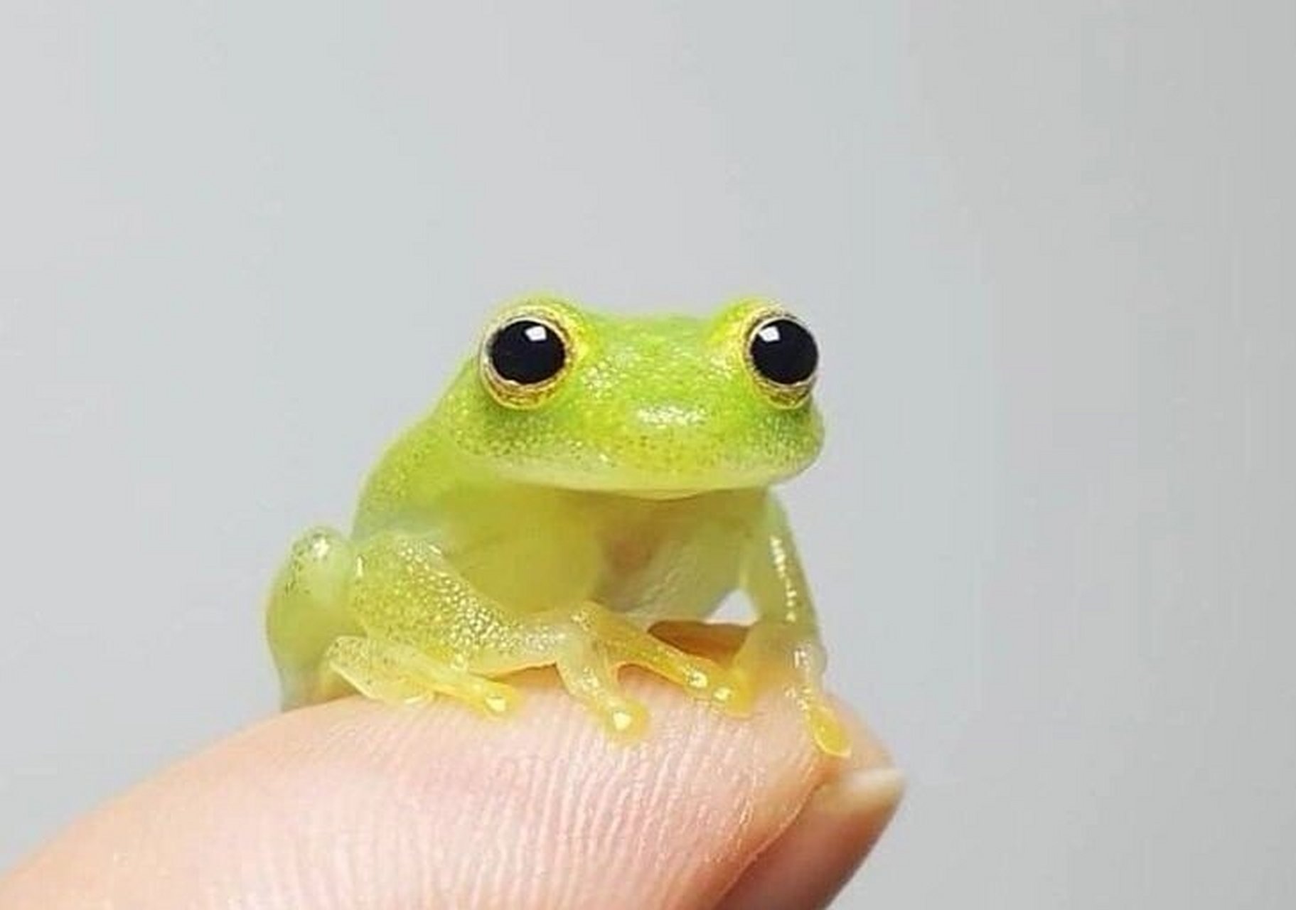 瞻星 玻璃小蛙 玻璃蛙,透明蛙(glass frog) 祖籍,委内瑞拉.