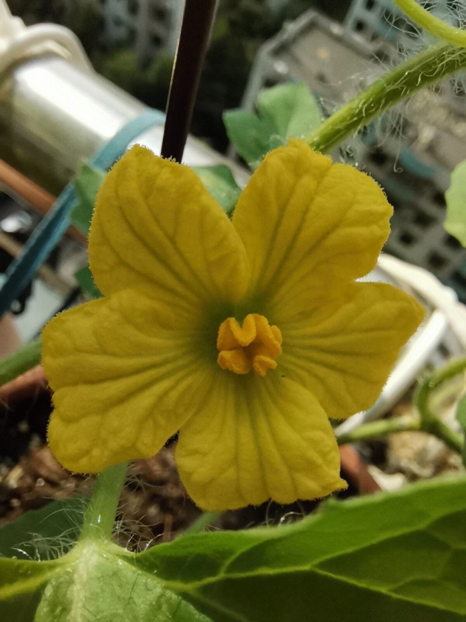 西瓜成长日记 西瓜苗种下两个月左右开花了,期待结出果子