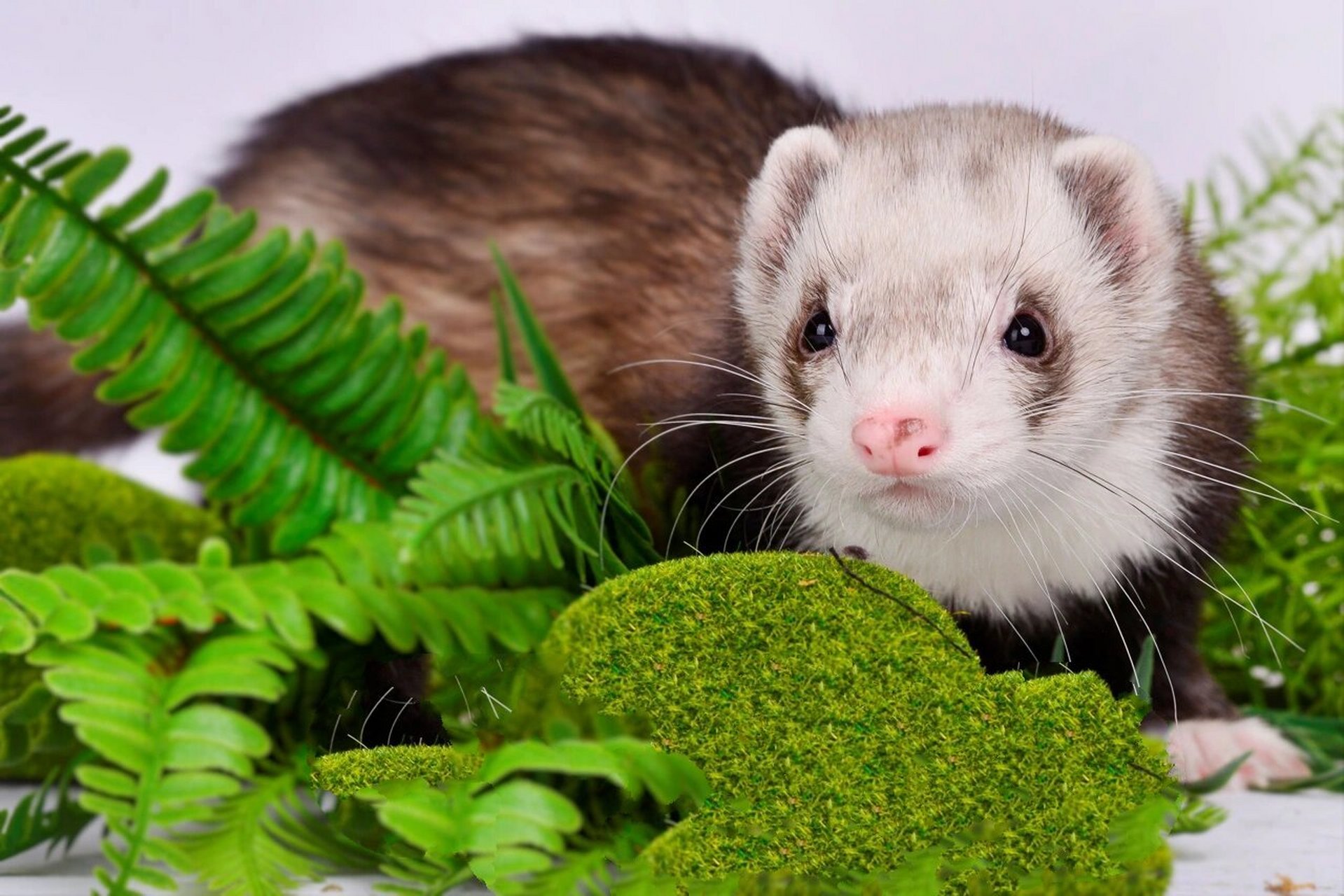 安格鲁雪貂圣诞写真宠物摄影宠物貂拍照上海 宠物摄影工作室爱宠萌宠