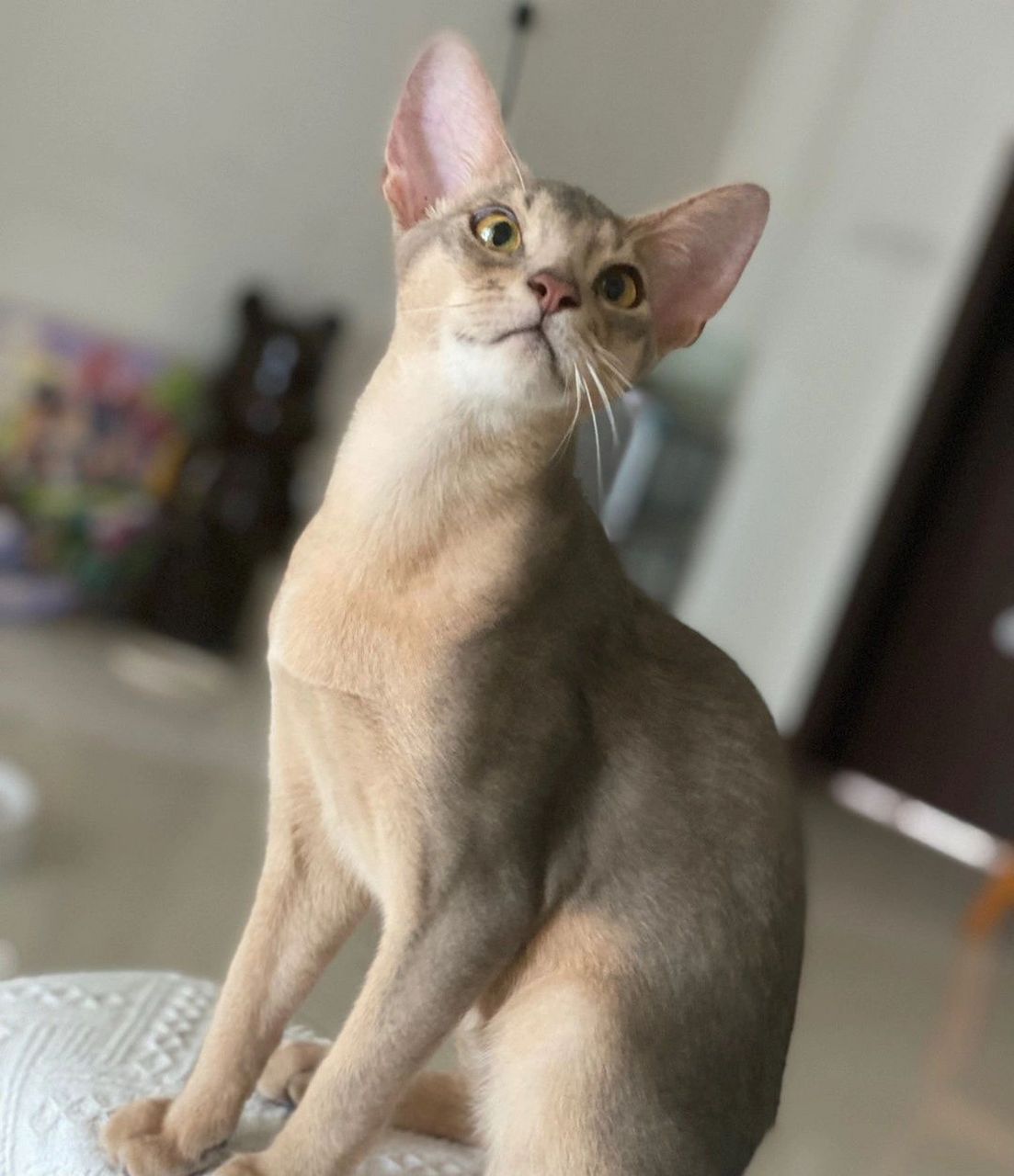 浅谈一下阿比西尼亚猫 饲养感受 优缺点 1感受:阿比猫不喜欢被抱着