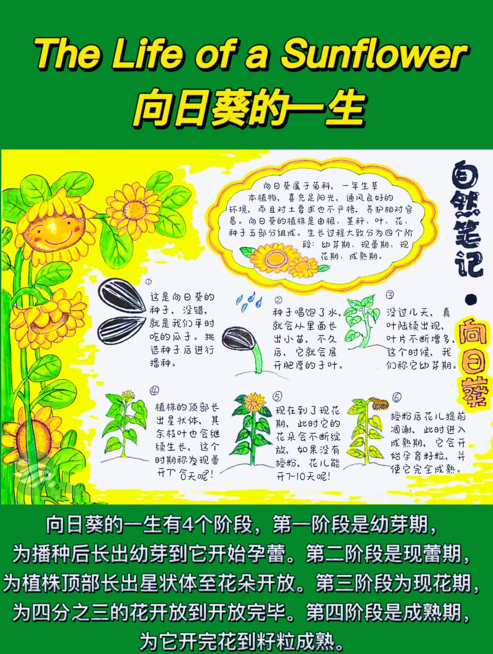 向日葵观察记录表植物图片