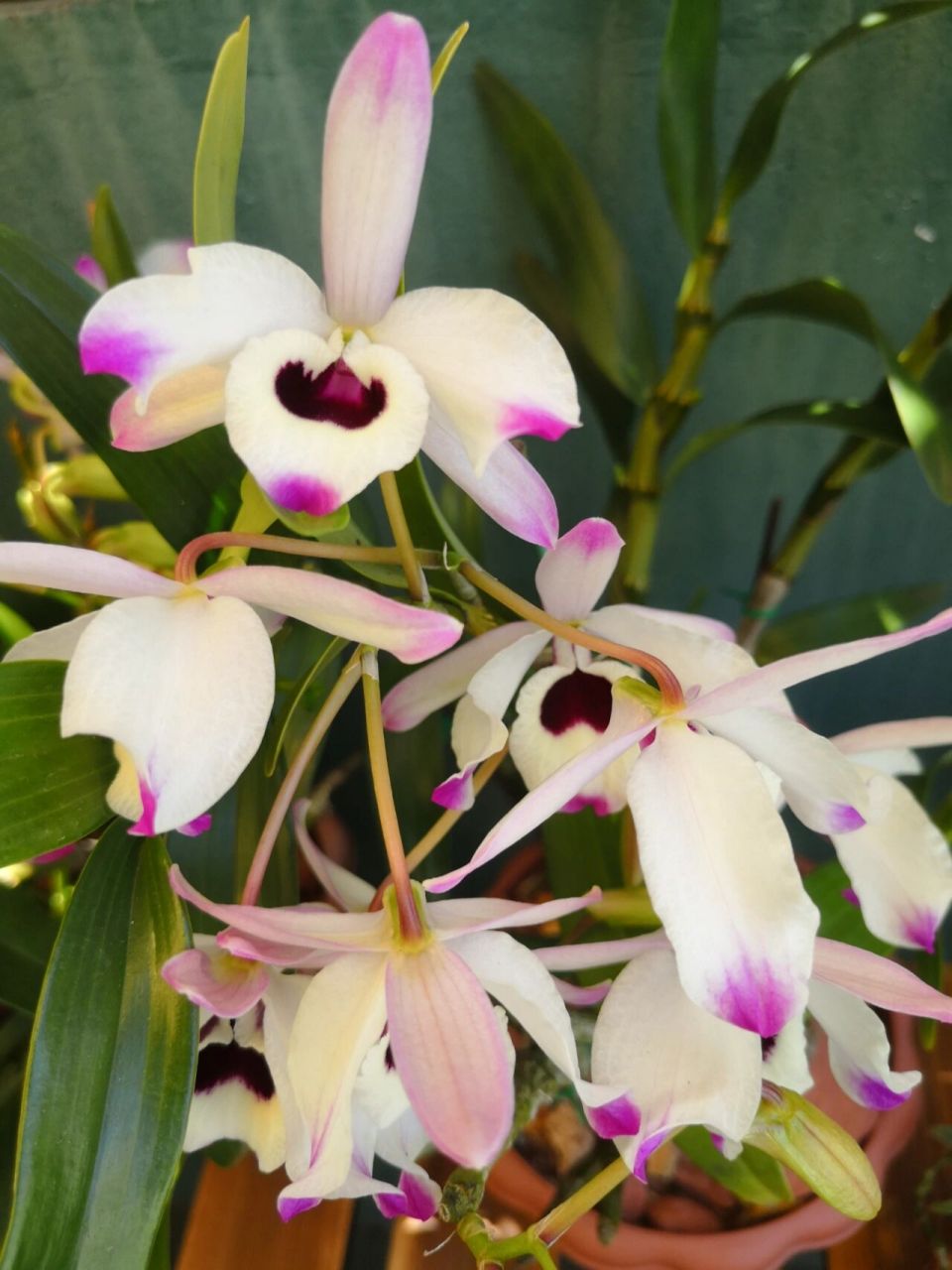 傻傻分不清的金钗石斛 我只有3个品种(云南,赤水和缅甸)的金钗,却唔知