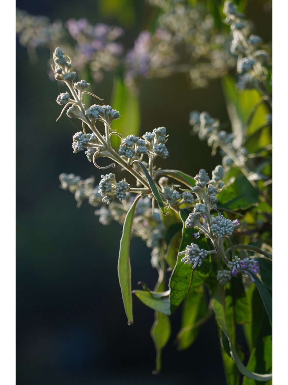 黄蒙拉茉莉花图片