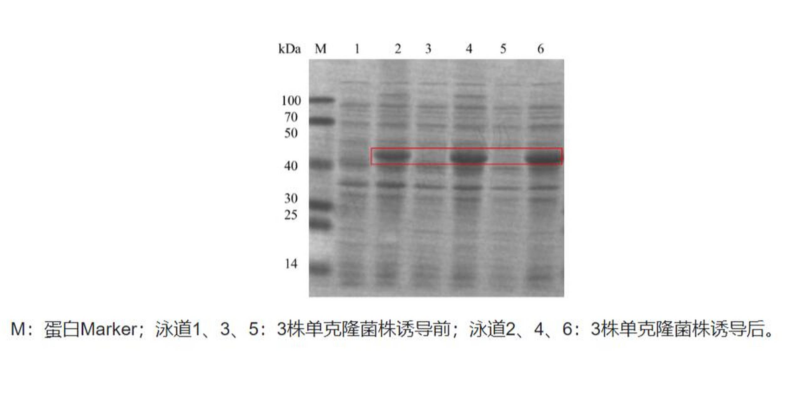 信息素 标记 腔 成结图片