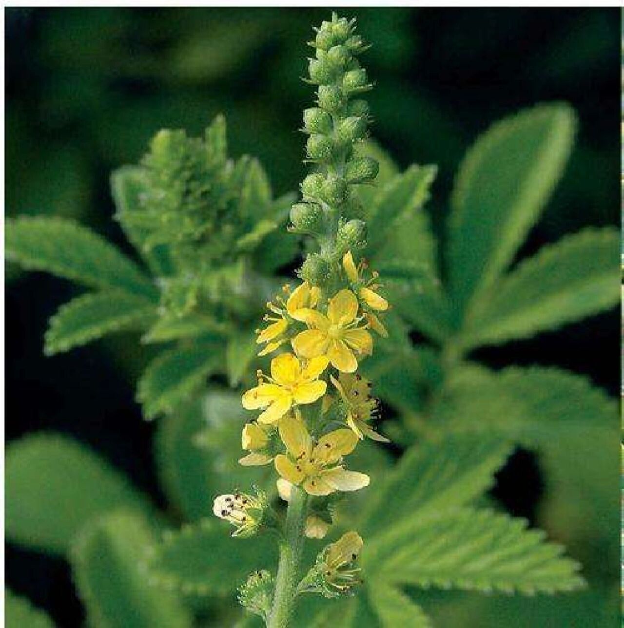 《现代实用中药》介绍治脱力劳伤的经验方:用仙鹤草一两,红枣十个,水