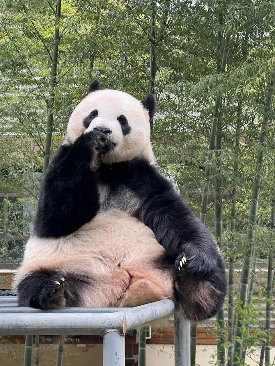 大熊猫界里有一对白富美妹子,它们叫做星安和华丽  大熊猫星安,出生年