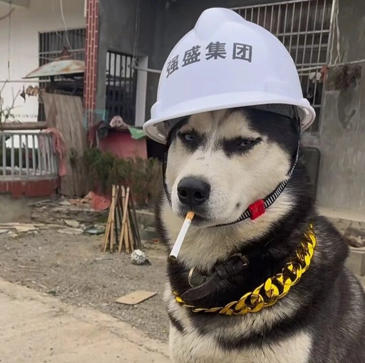 高质量搞笑头像