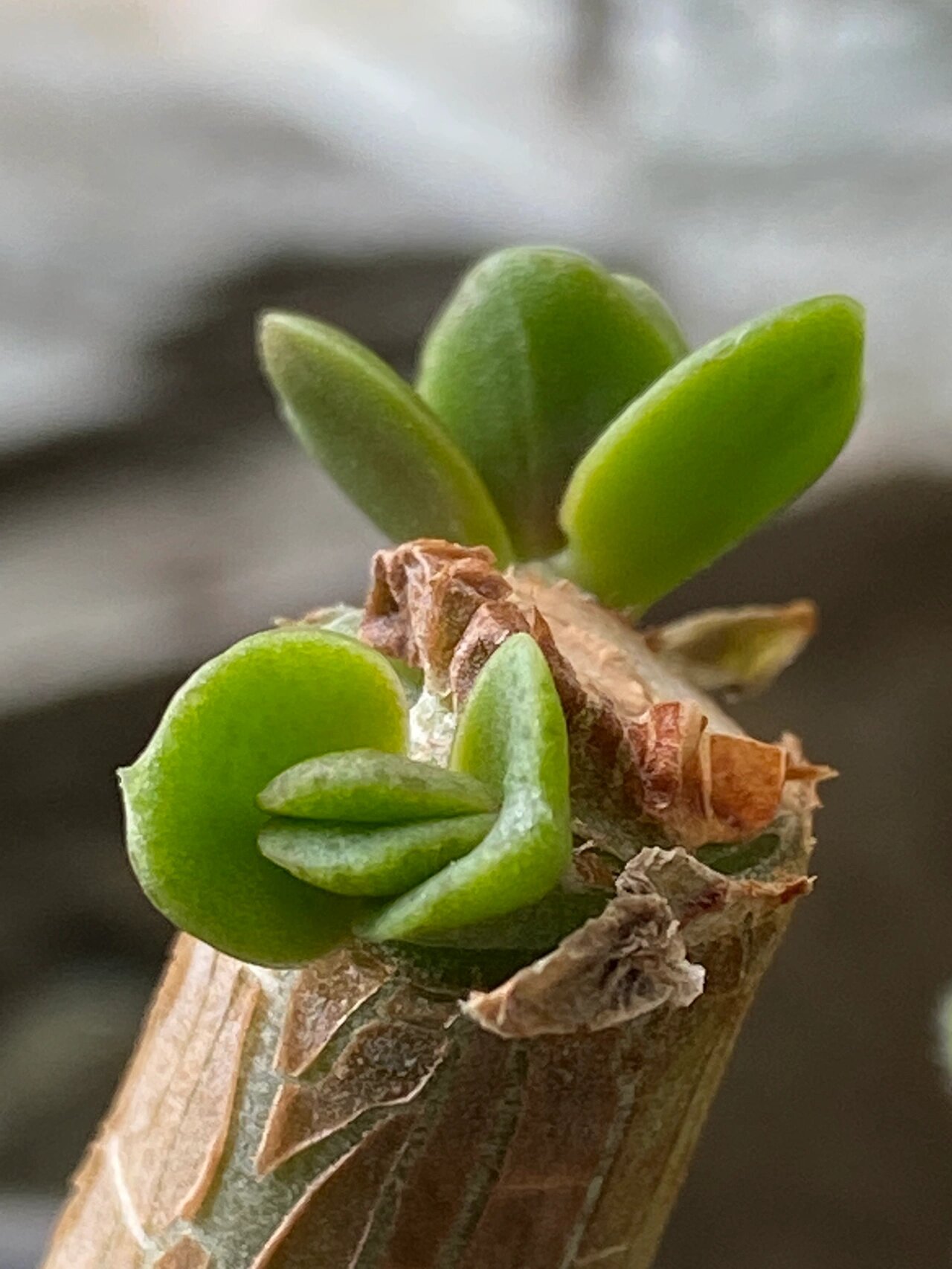 壮观,燕子掌新生命!    生活需要松弛感