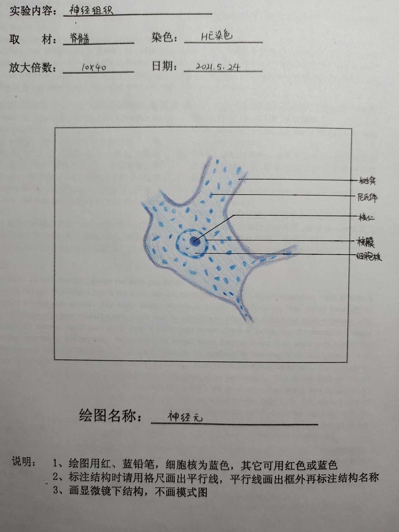 实验报告‖组胚实验报告手绘 2021.6.