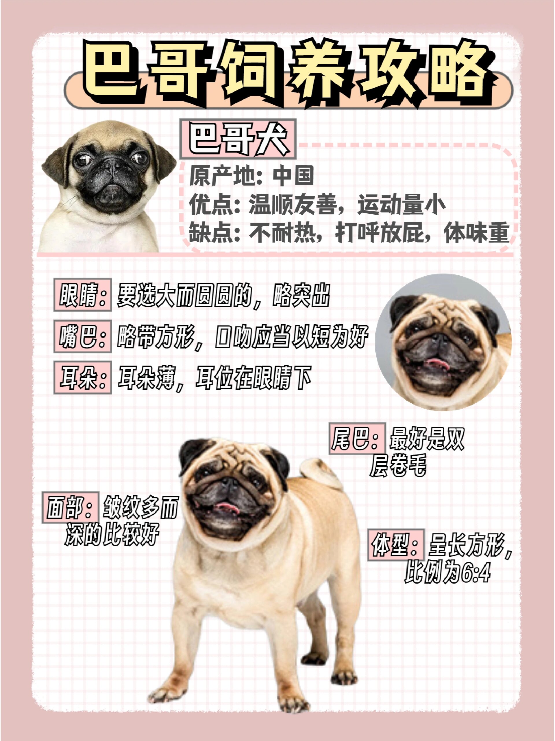 巴哥饲养攻略8715谁能拒绝丑萌丑萌的巴哥呢 0404说到巴哥犬