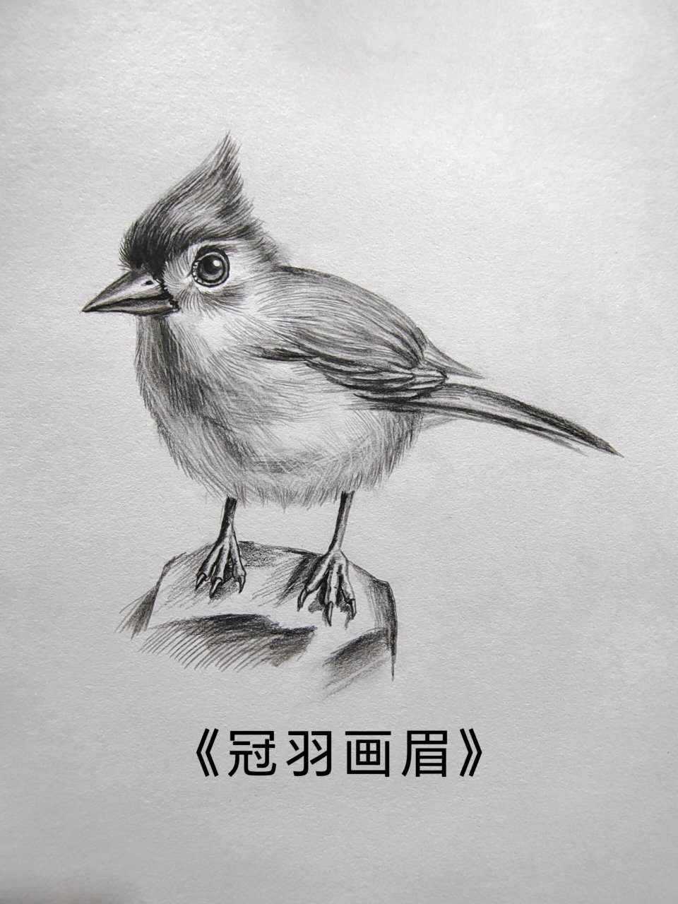 画眉鸟简笔画图片