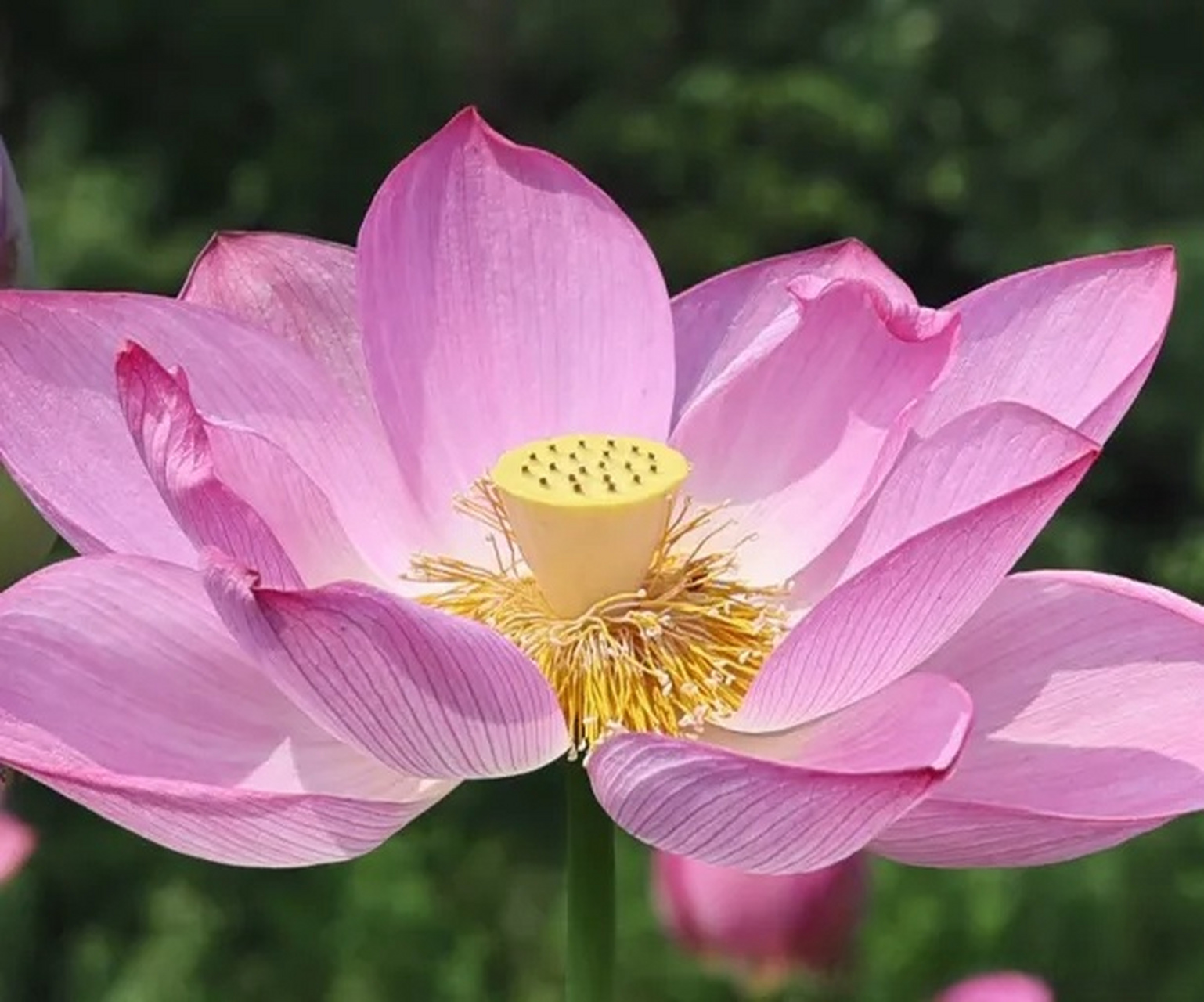 汉阳峰天池九子莲花图片