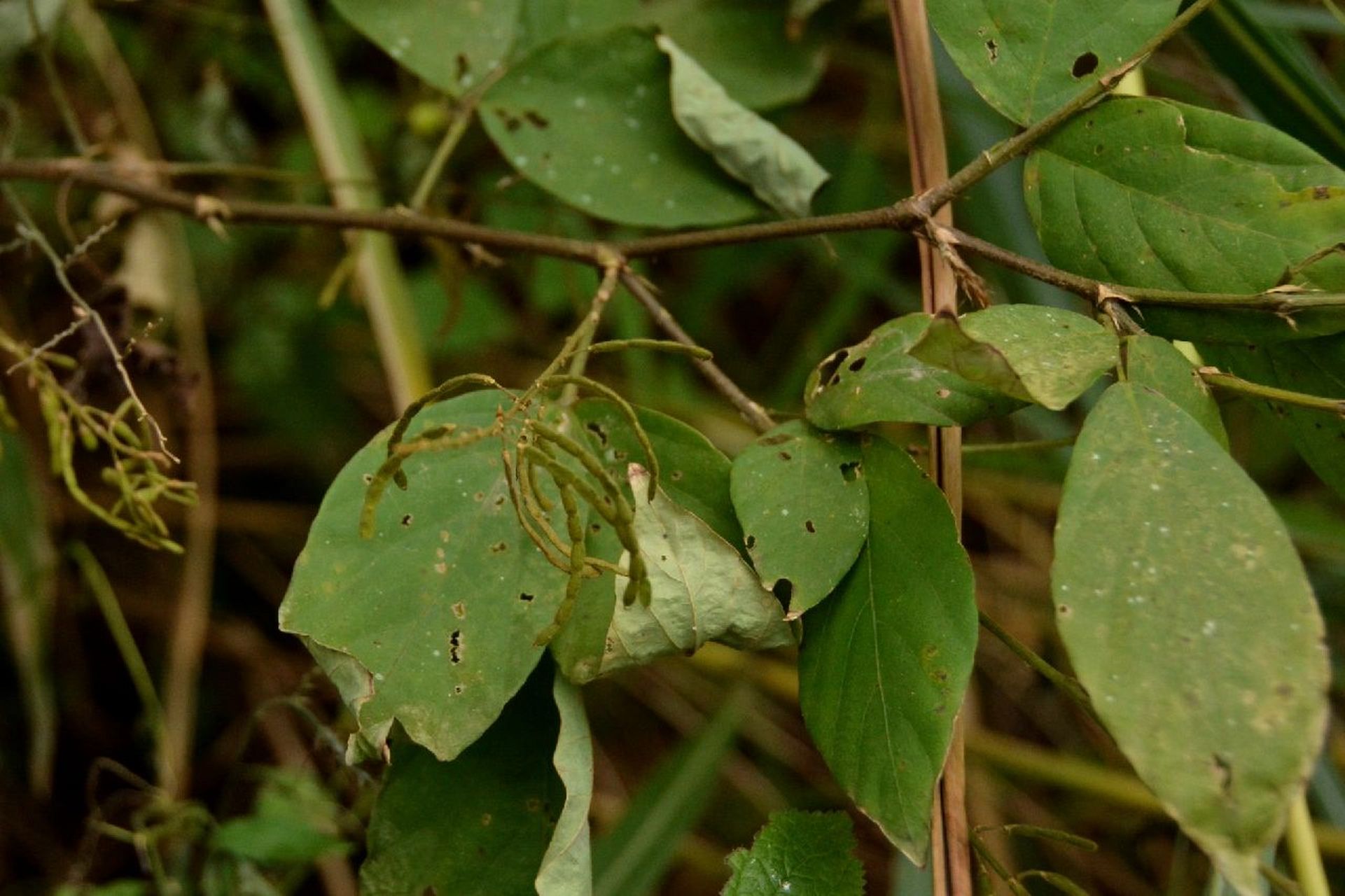 植物山蚂蝗,虽然不吸血,粘住了也甩不脱 这是"缙云山物种科普系列"第