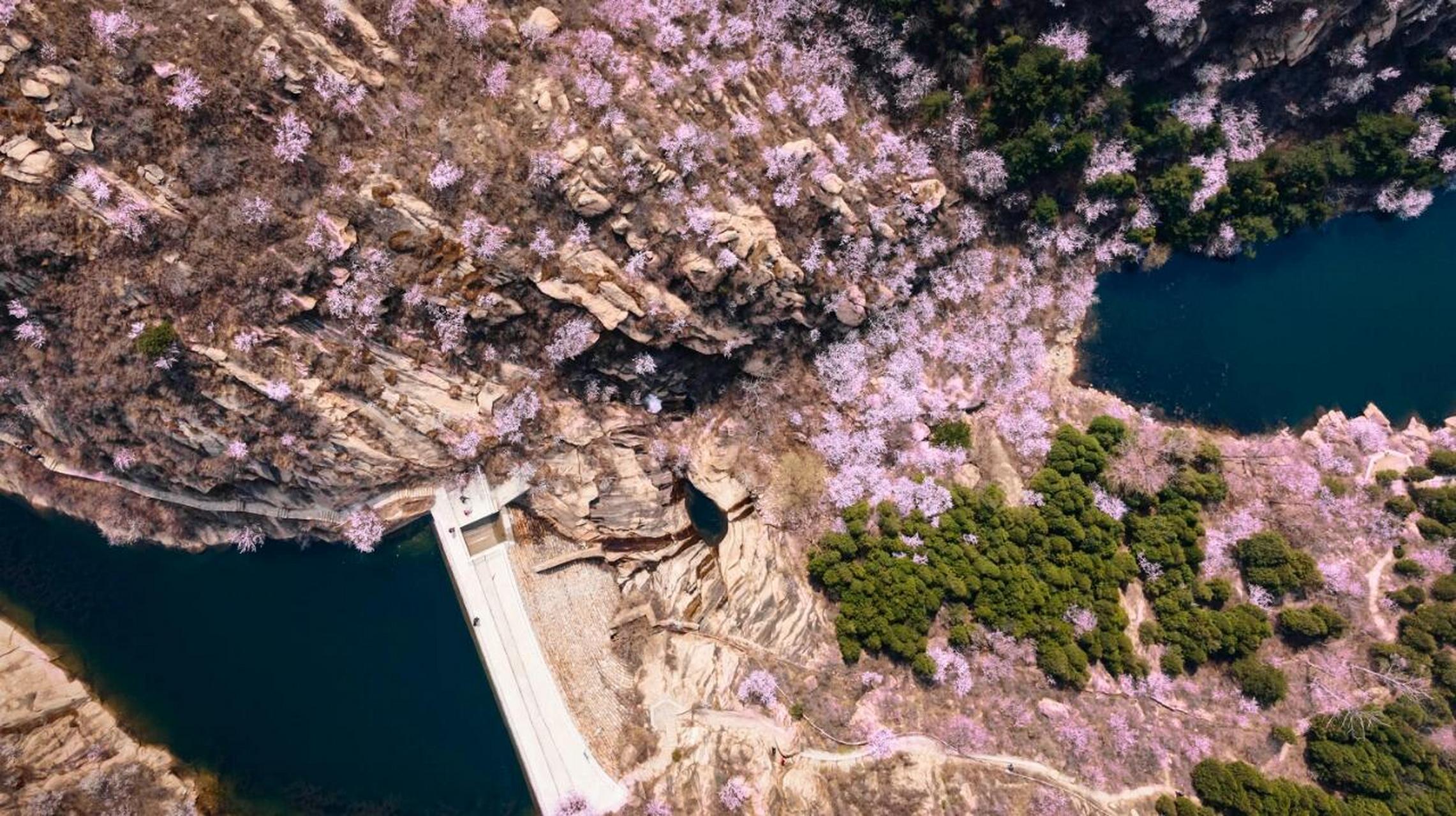 天津小众春日赏花|蓟县五盆沟 99天津市蓟州区卢家峪五盆沟.