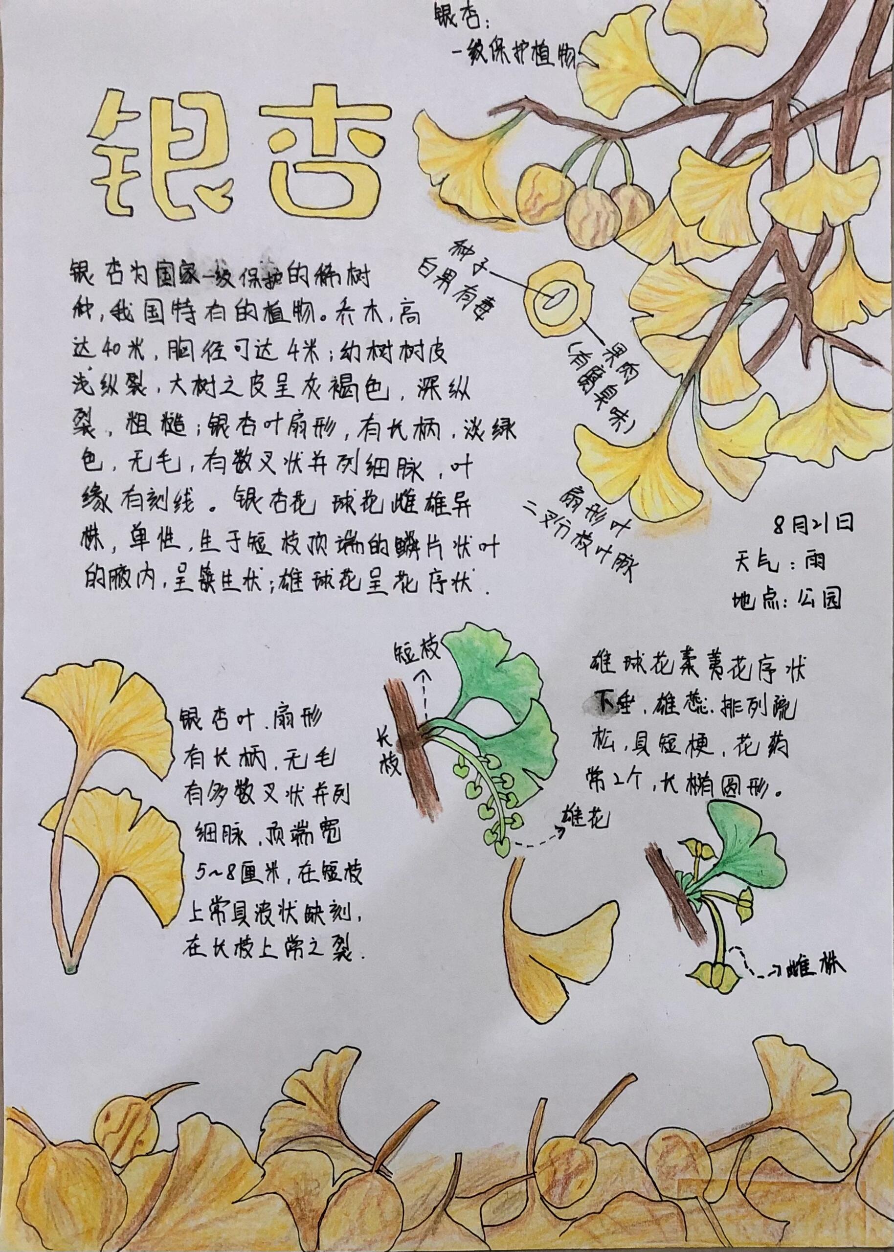 银杏的自然笔记  银杏的观察日记  自然科学 简笔画 彩铅