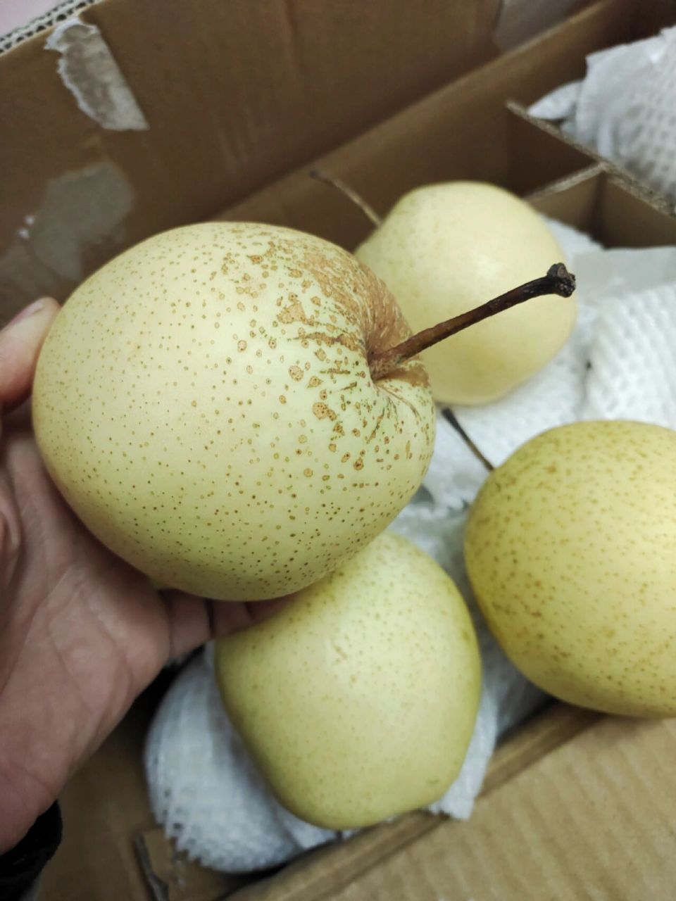 赵县雪花梨润肺神梨  赵县雪花梨全部精品果,沙土地梨,口感好,石家庄