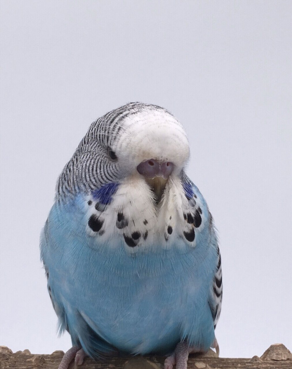 宠物鸟 虎皮鹦鹉 金彩 双金彩 双金彩显 双金彩双显 双金珍 珠彩 双金