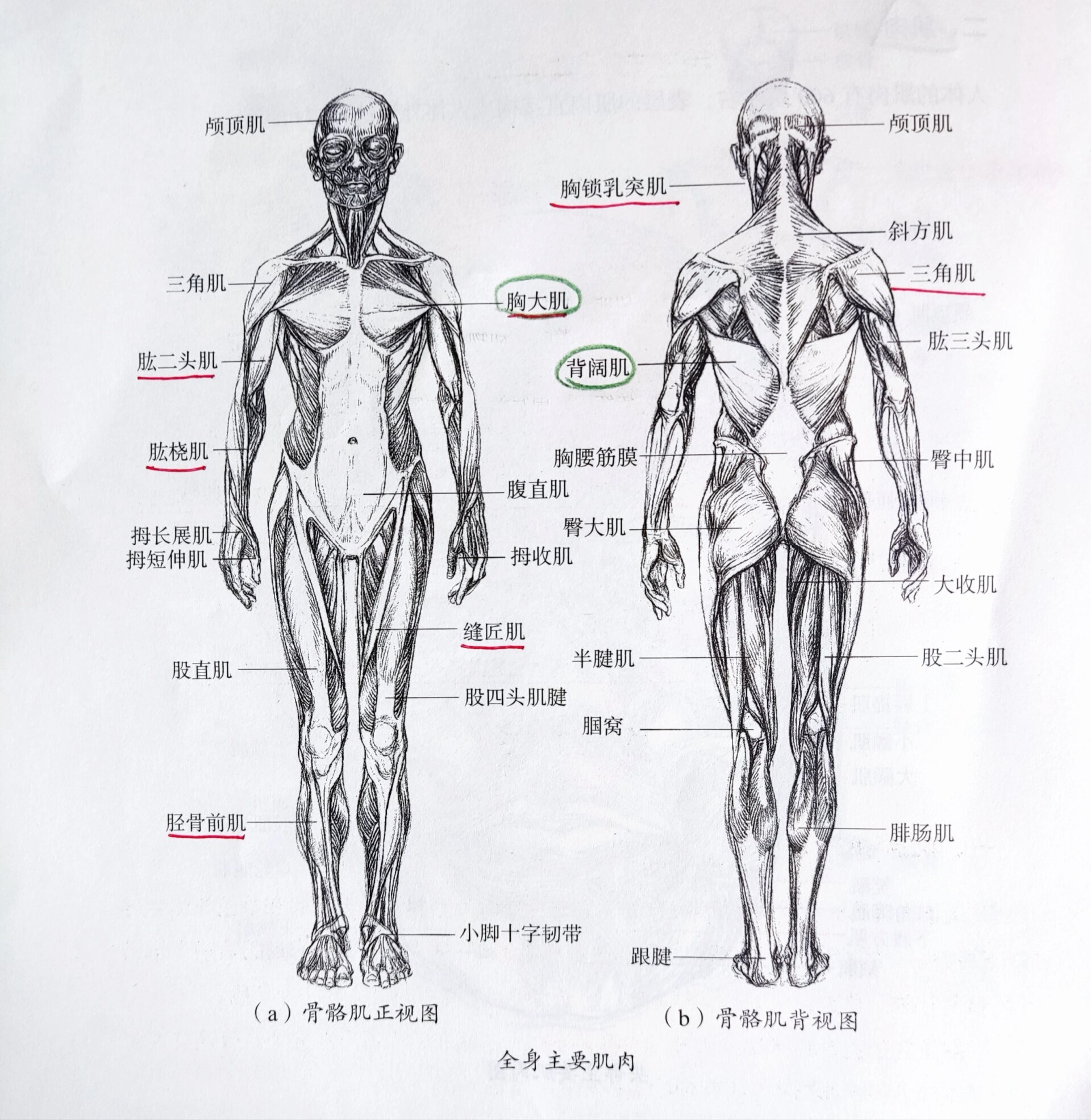 全身骨骼肌肉解剖图图片