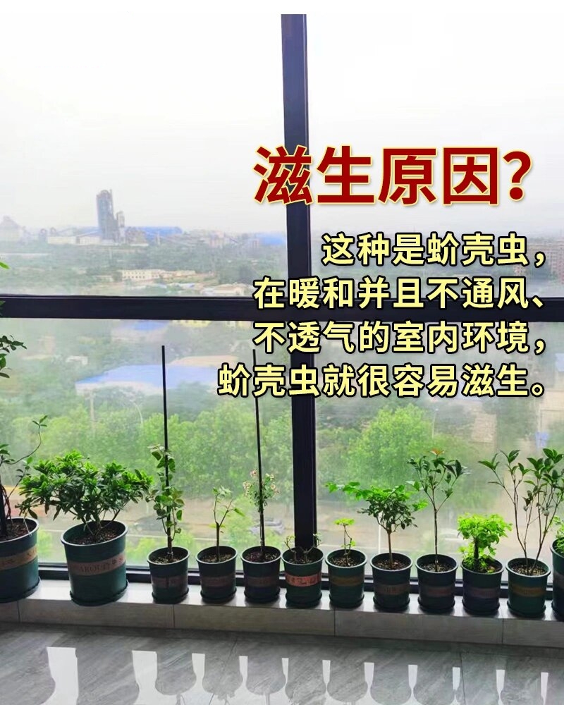 富贵竹身上长满白色虫图片