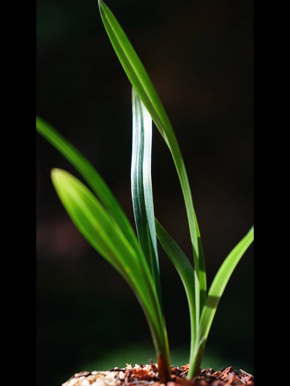 春兰姜氏荷 云南产春兰荷瓣之上品