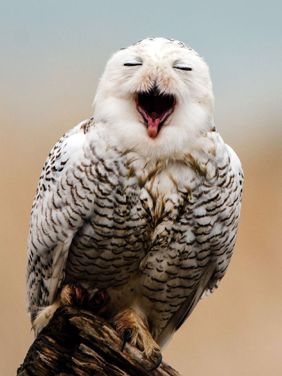 每天陪孩子一起瞧动物98(day55) 96名称:雪鸮(xiao一声) 96别名