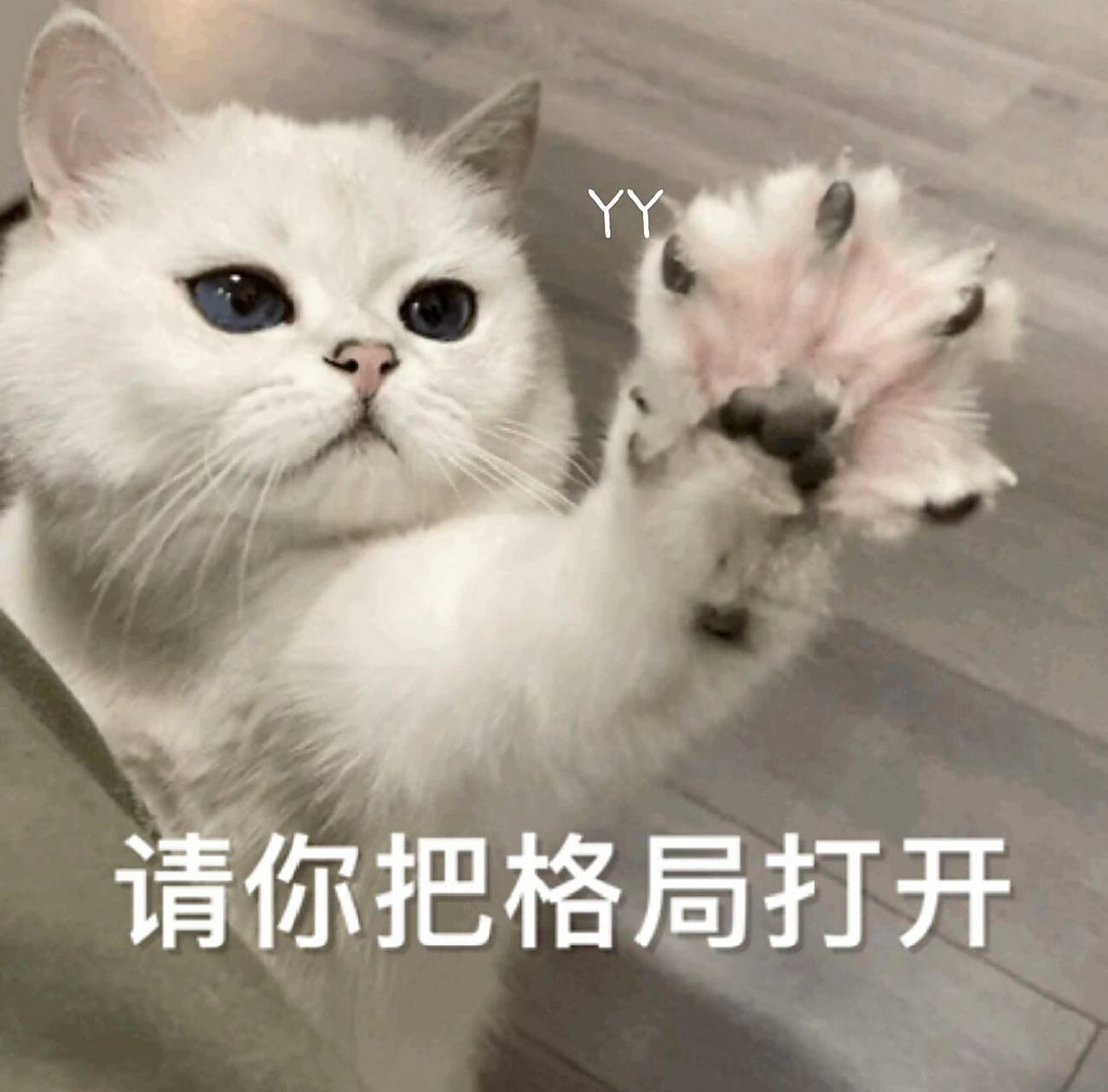 猫猫表情包|请你把格局打开