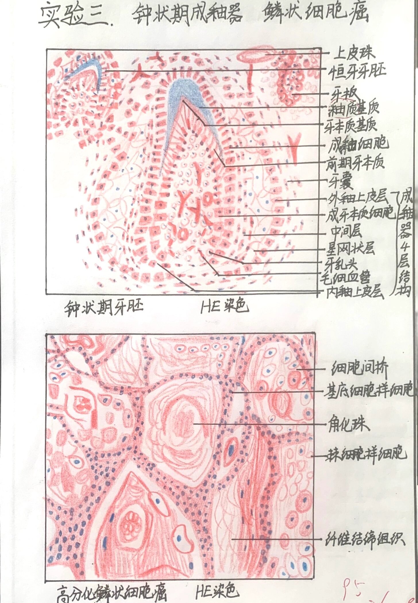 牙胚钟状期绘图图片