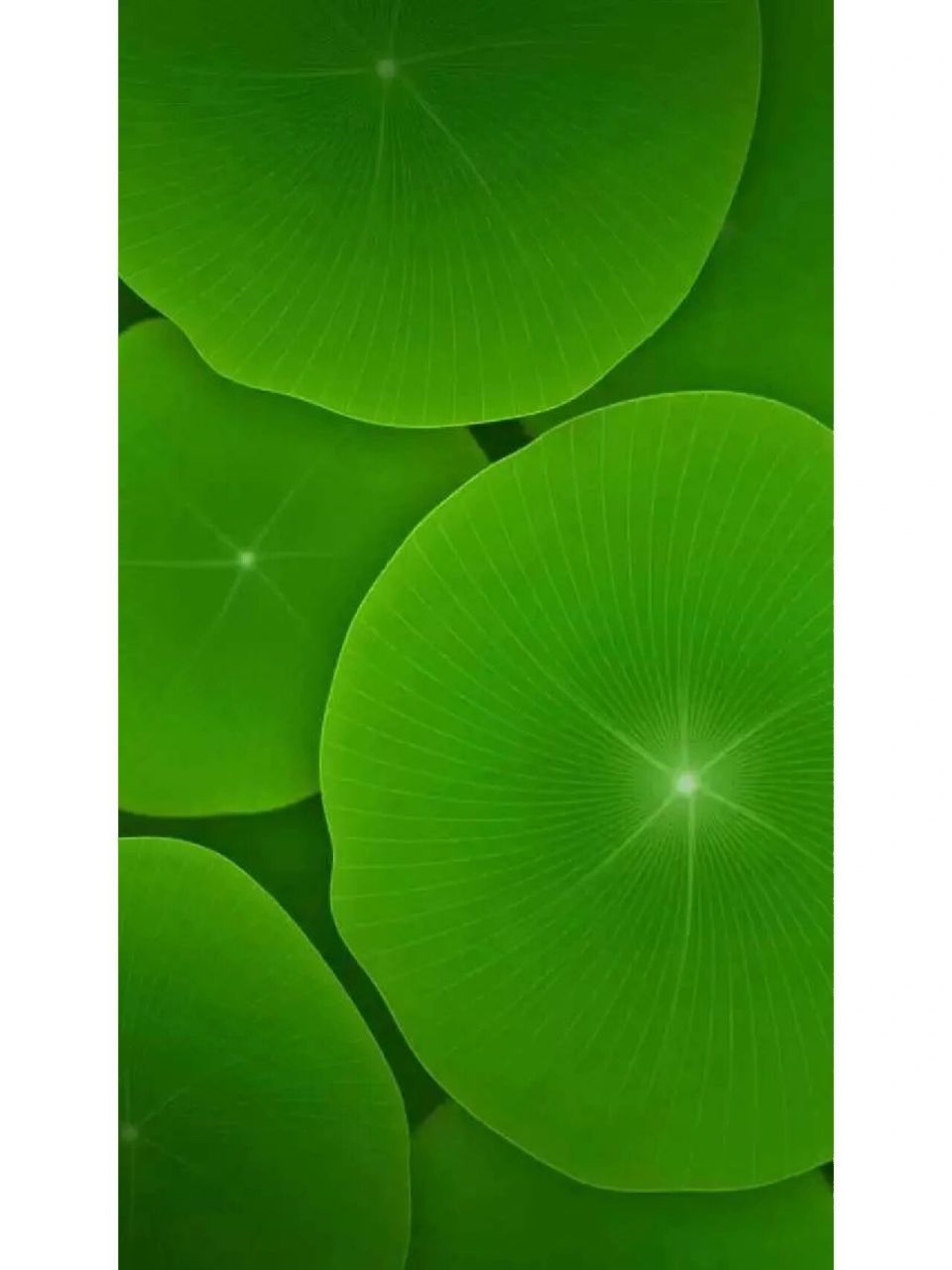 豆绿色护眼手机壁纸图片