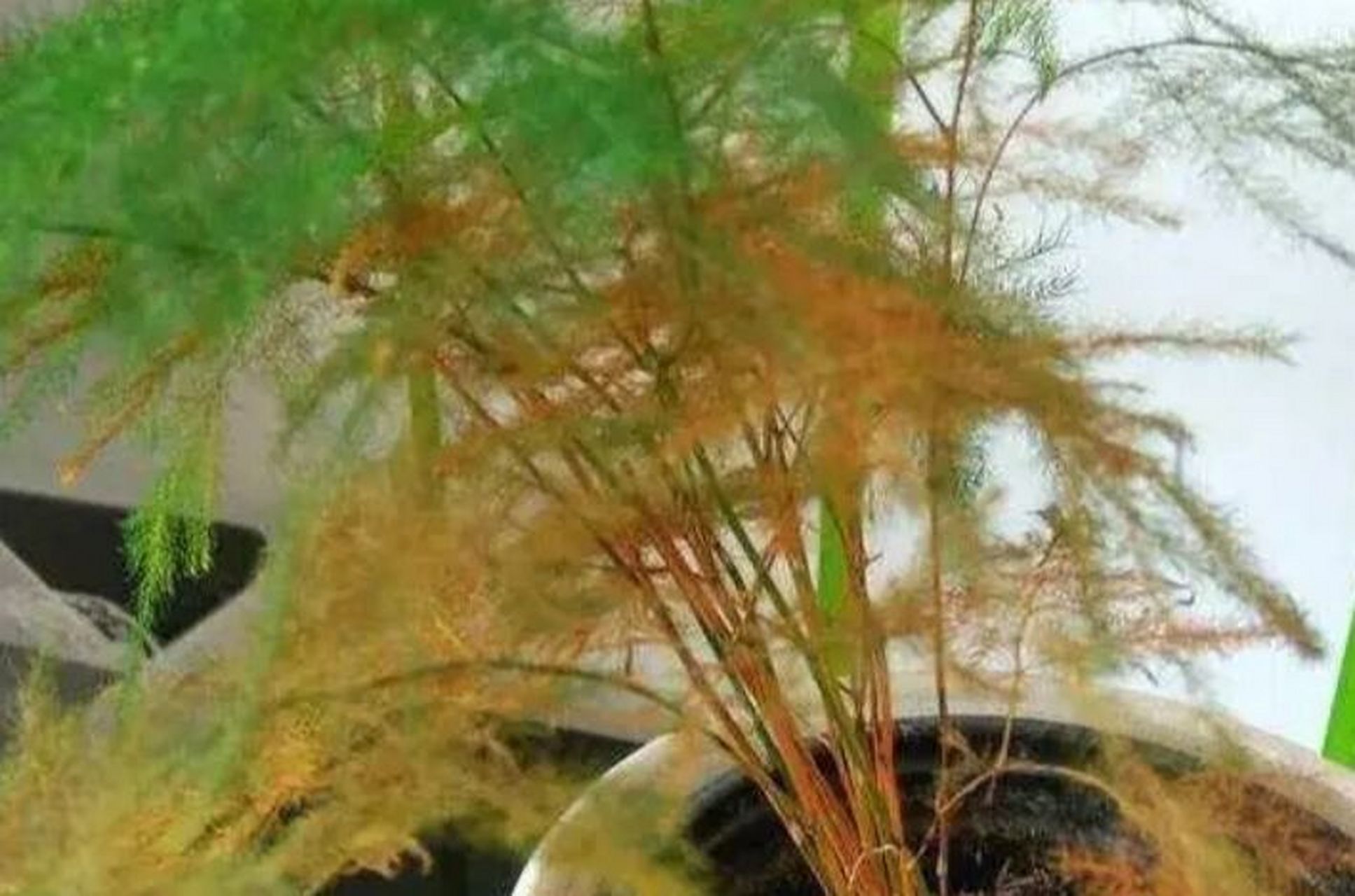 文竹叶子发黄怎么挽救?