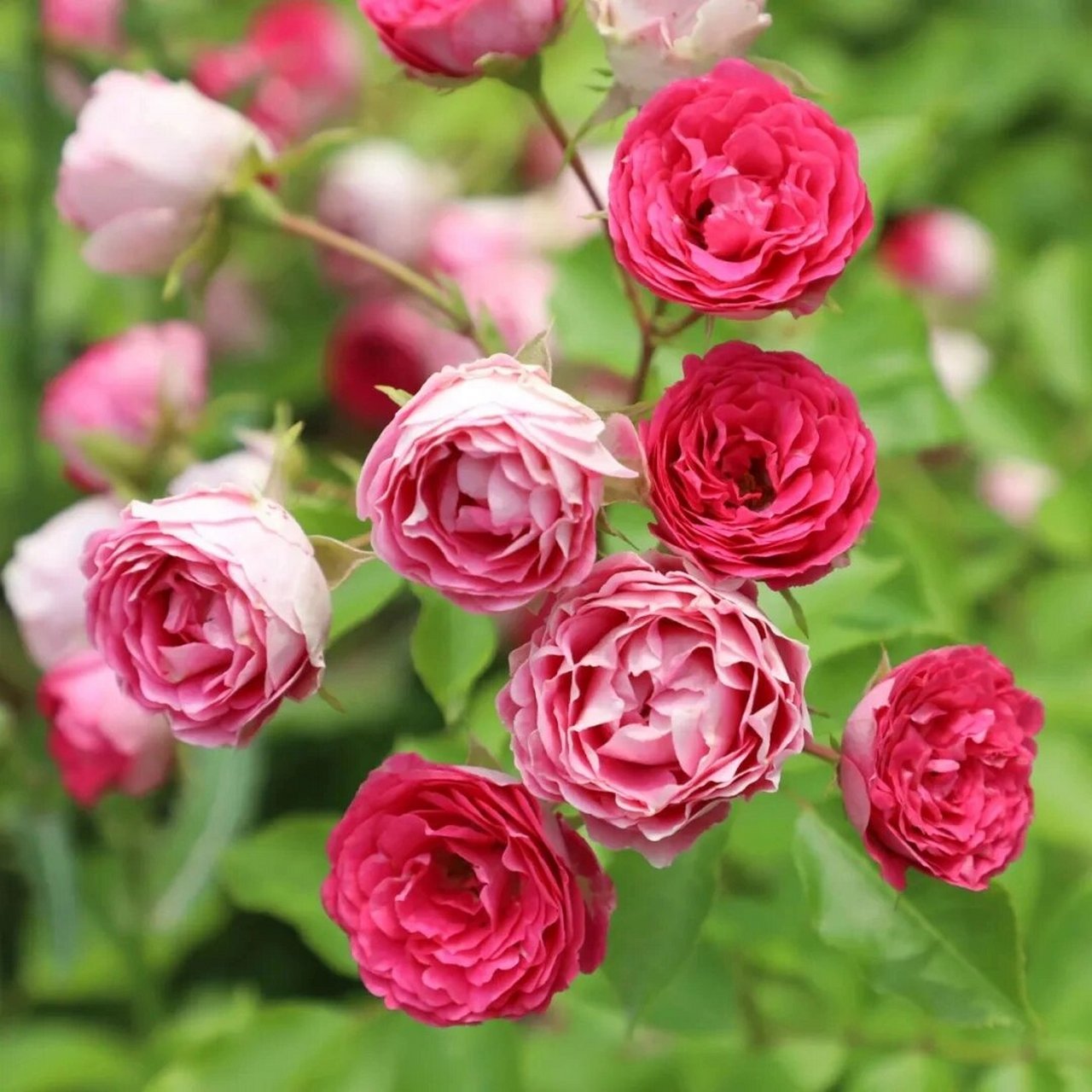 识花|月季95胭脂扣 【中文名】胭脂扣 (rouge) 【育成年份】2012年