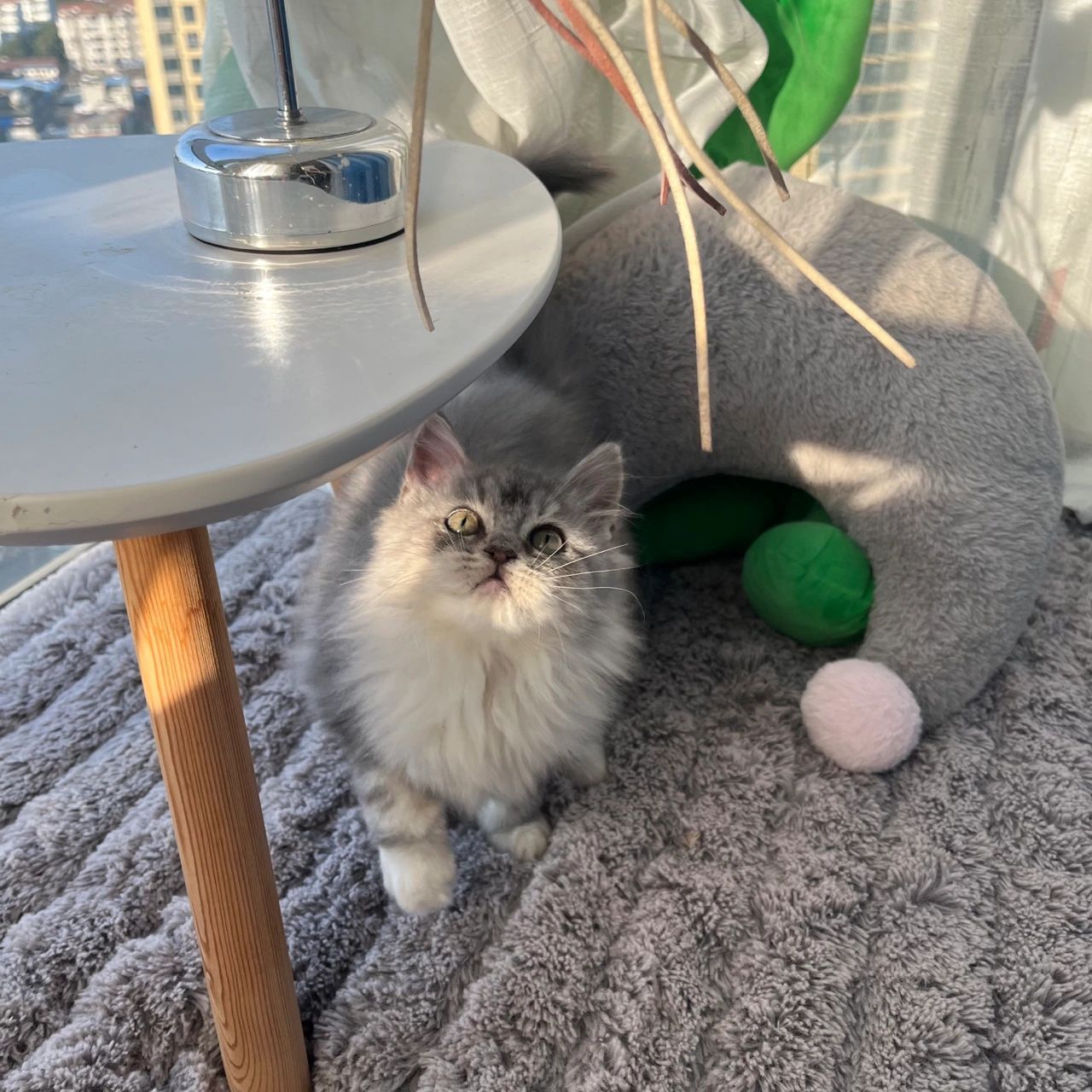 布偶和金吉拉的后代 历经多月,小猫终于长成了!