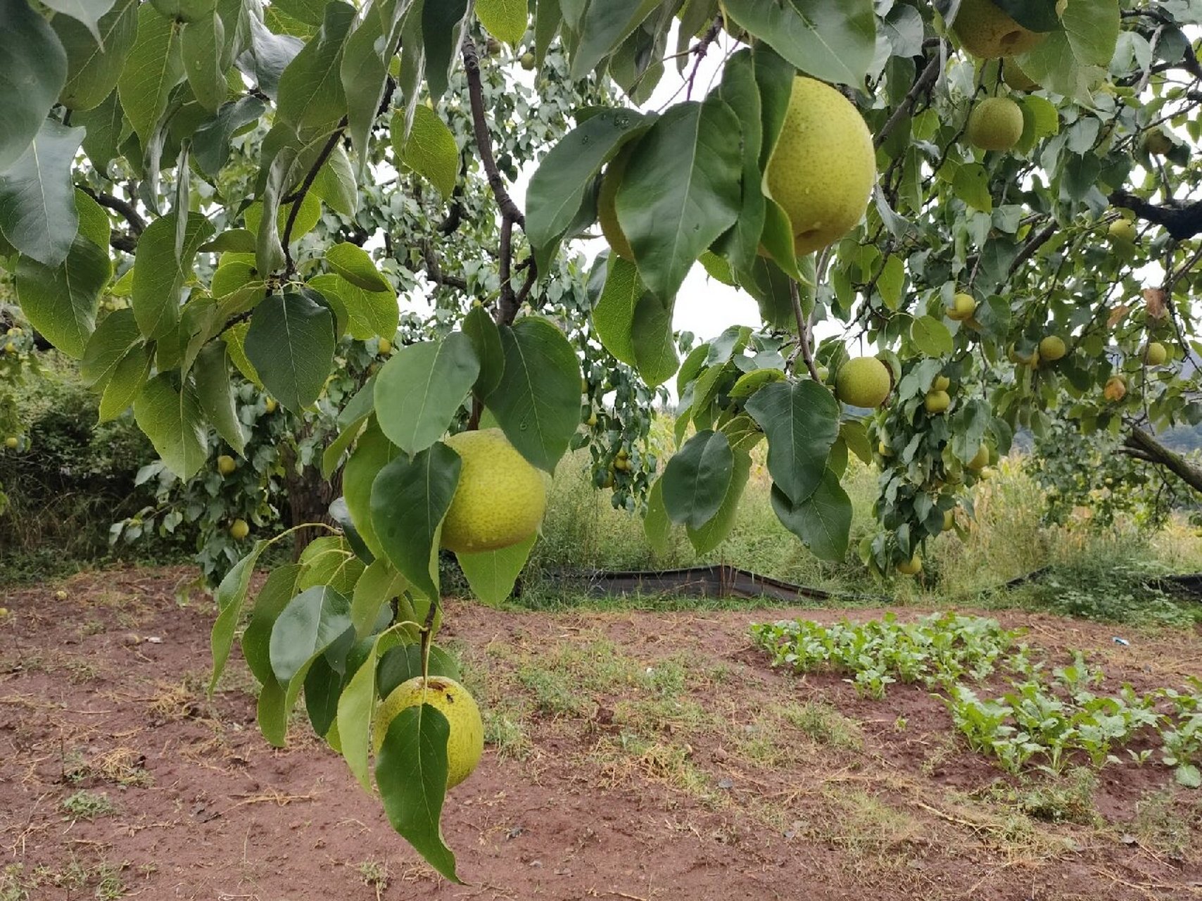 自家的黄梨已成熟,纯正的高平大黄梨