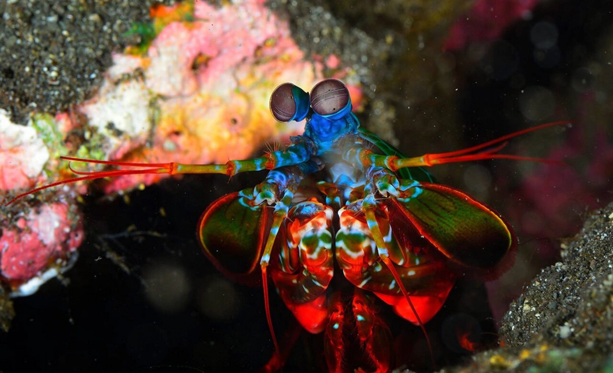 雀尾螳螂虾(七彩螳螂虾)
