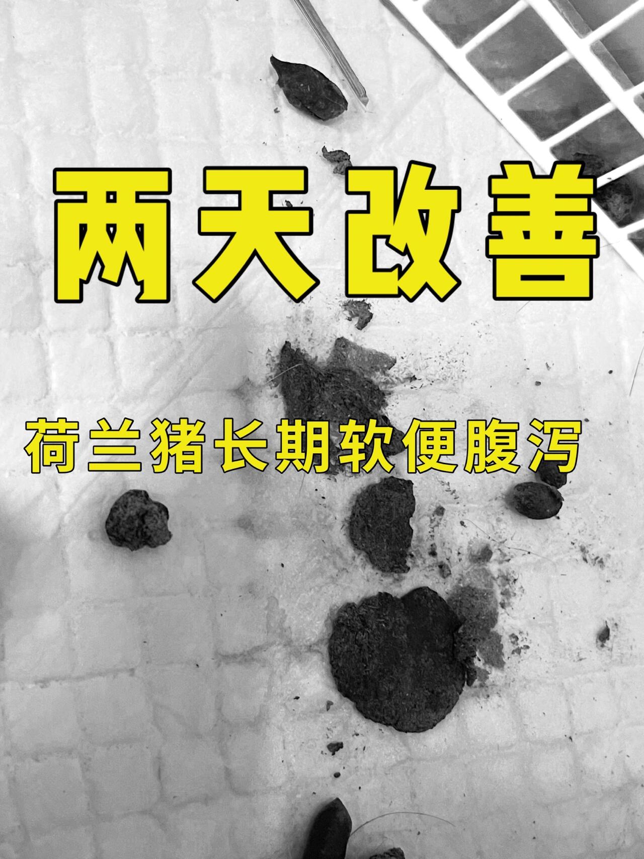 荷兰猪软便腹泻治疗成功之一 猪猪软便腹泻的情况很多 我们家备的益生