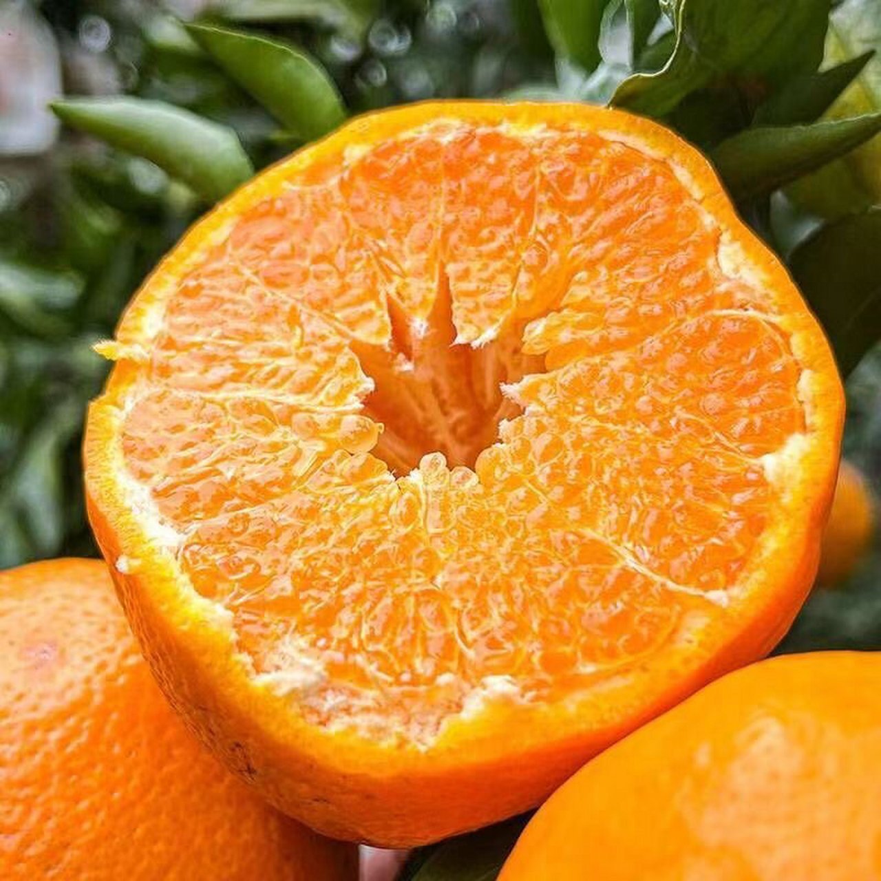 鲜甜爆汁云南晚芦柑 鲜甜爆汁云南晚芦柑!