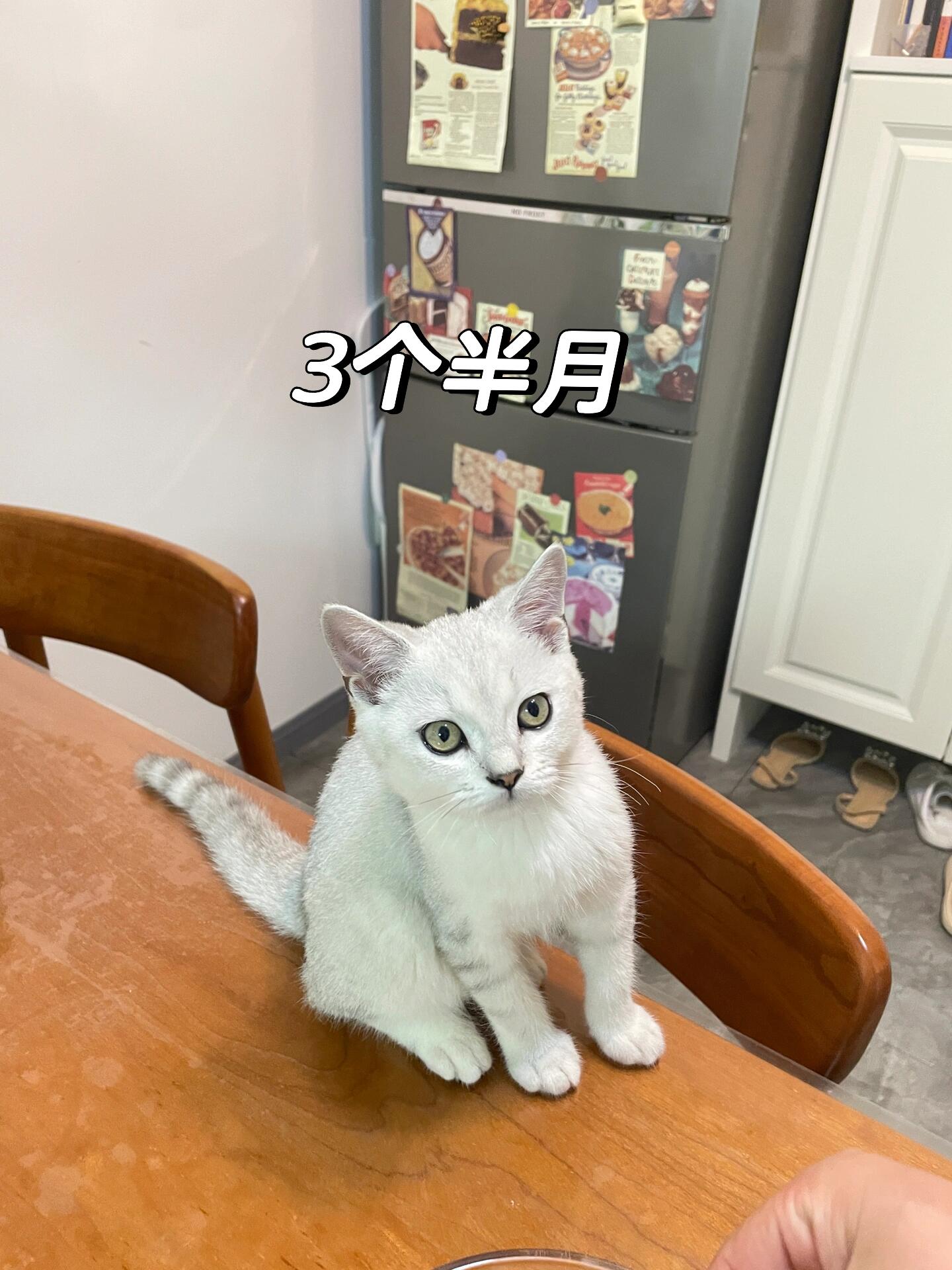 银渐层2-6个月变化,发腮