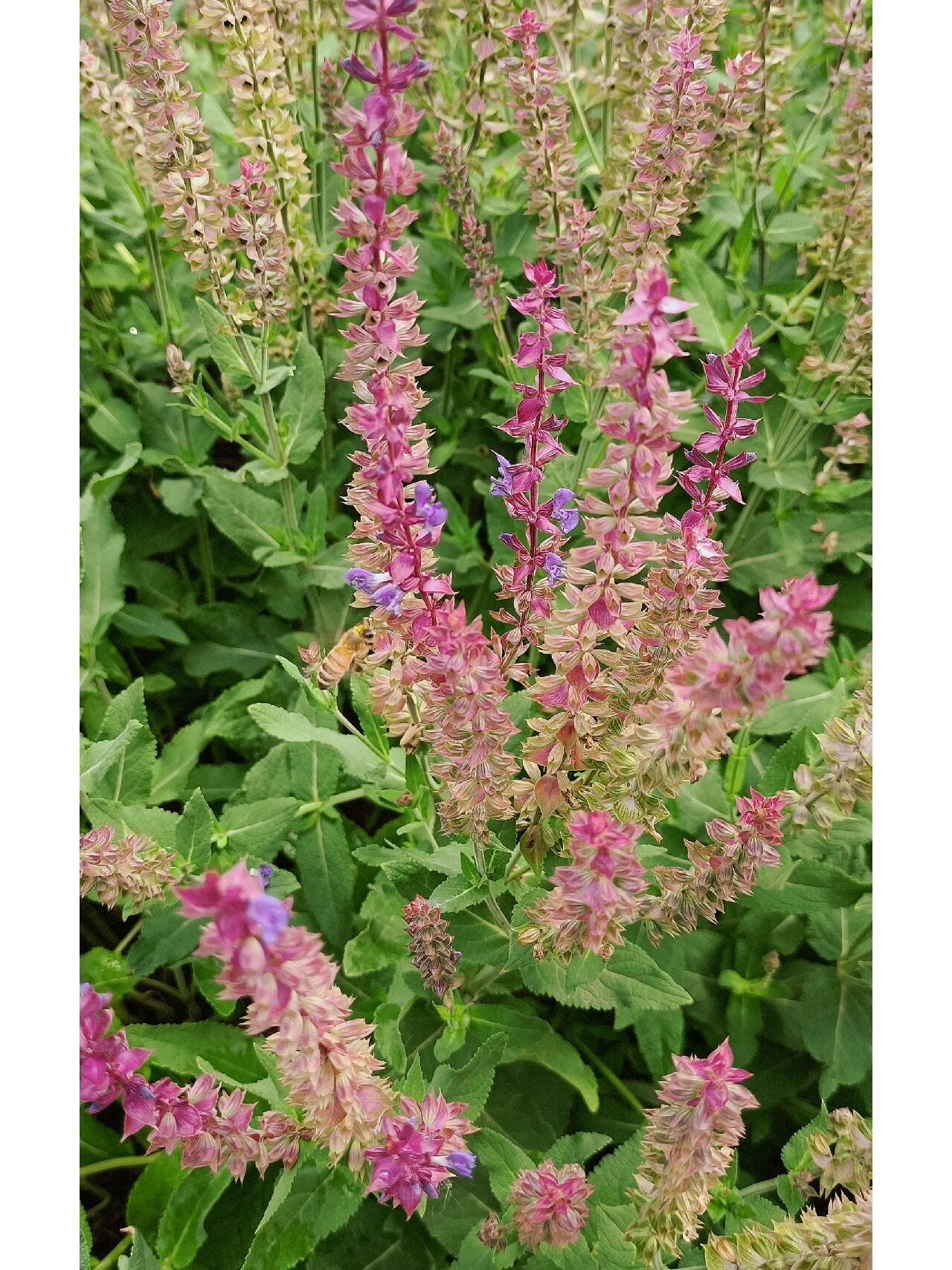 林荫鼠尾草 原产欧洲中部及西部,株高50-90cm; 叶对生,长椭圆状或近