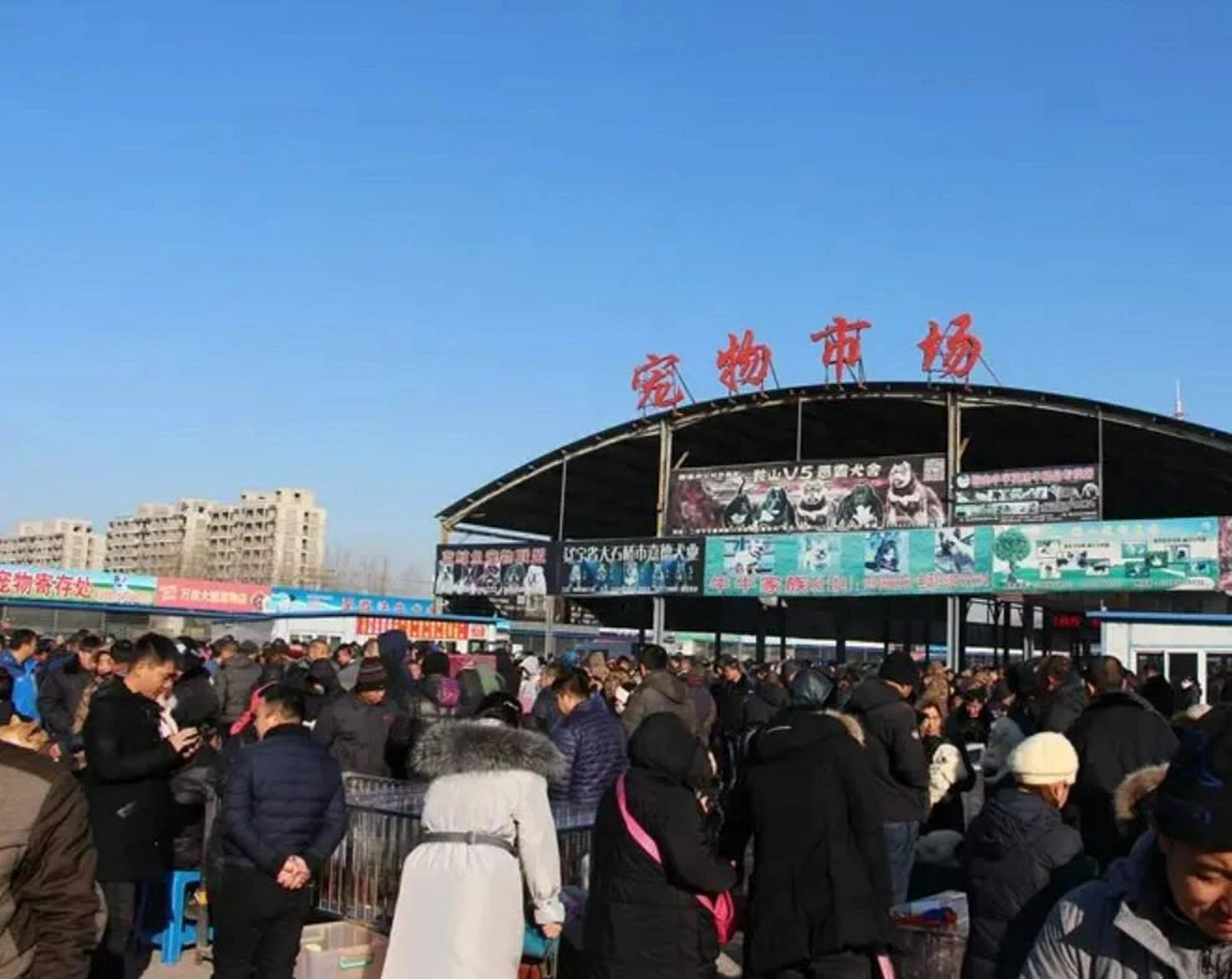 北京新狗市猫市宠物市场 中大小型犬,猫咪,都有 品种齐全,商户多北京