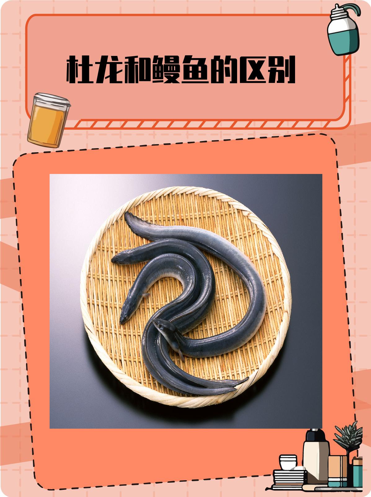 杜龙和鳗鱼的区别 1. .@诺诺的生活小贴士的动态