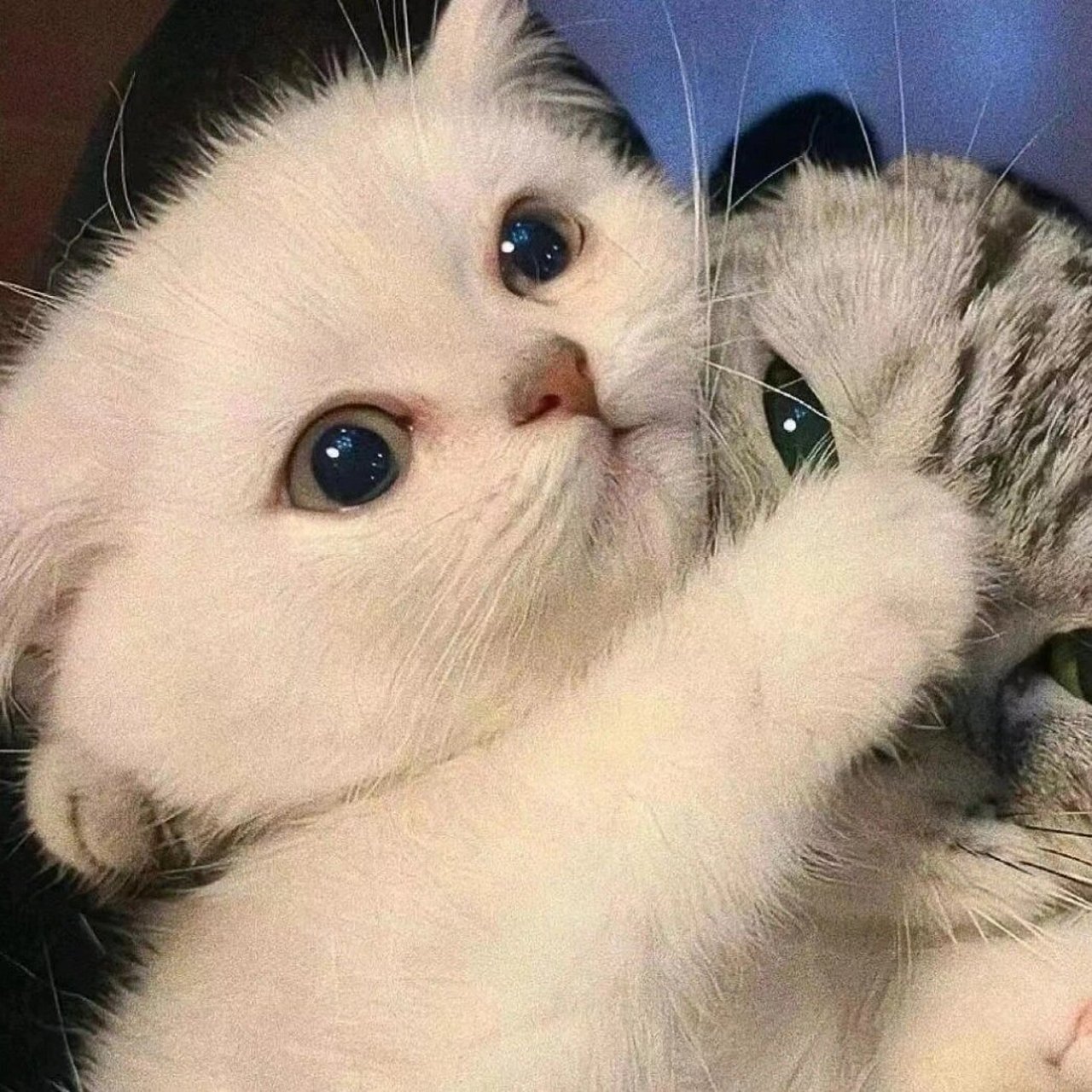 动物情头不明显的那种 和男朋友用的奇奇怪怪可可爱爱的小动物情头,超