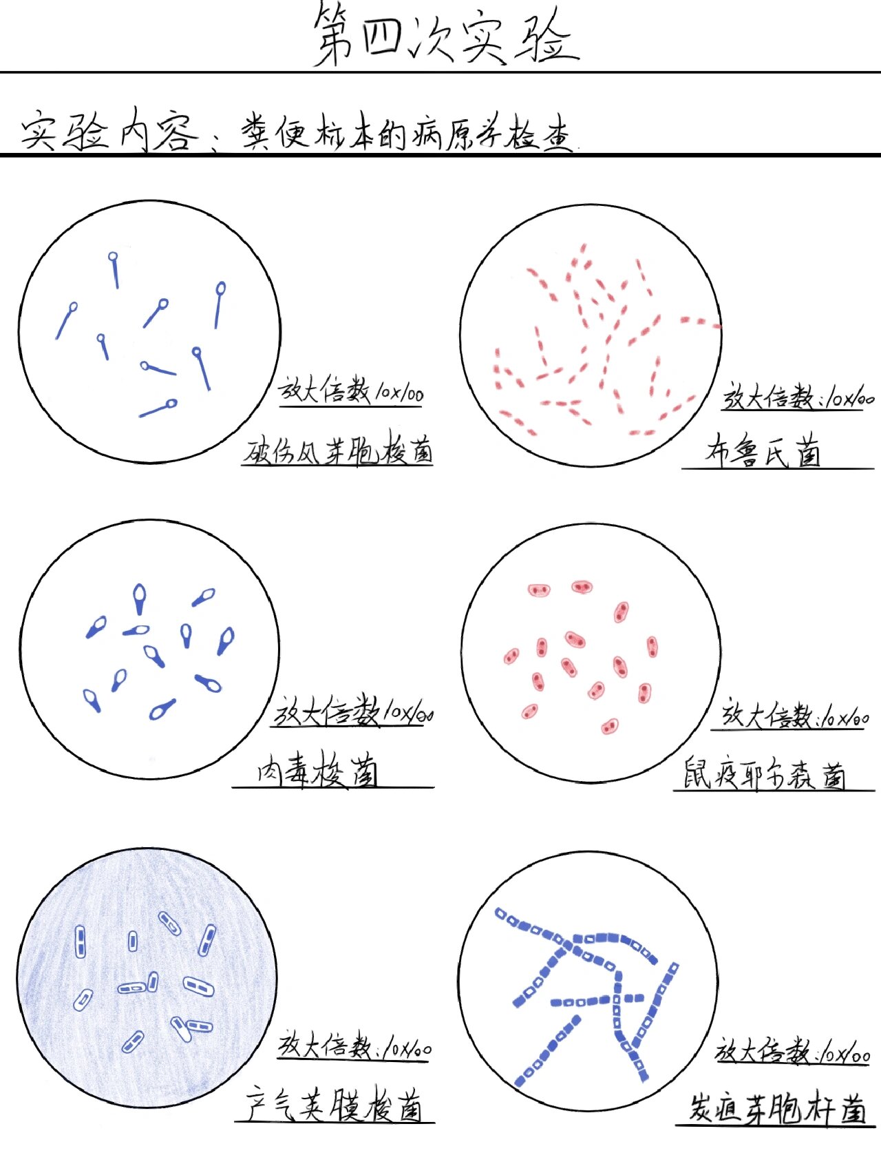 红蓝铅笔手绘微生物实验报告 破伤风梭菌 肉毒梭菌 产气夹膜梭菌 布鲁